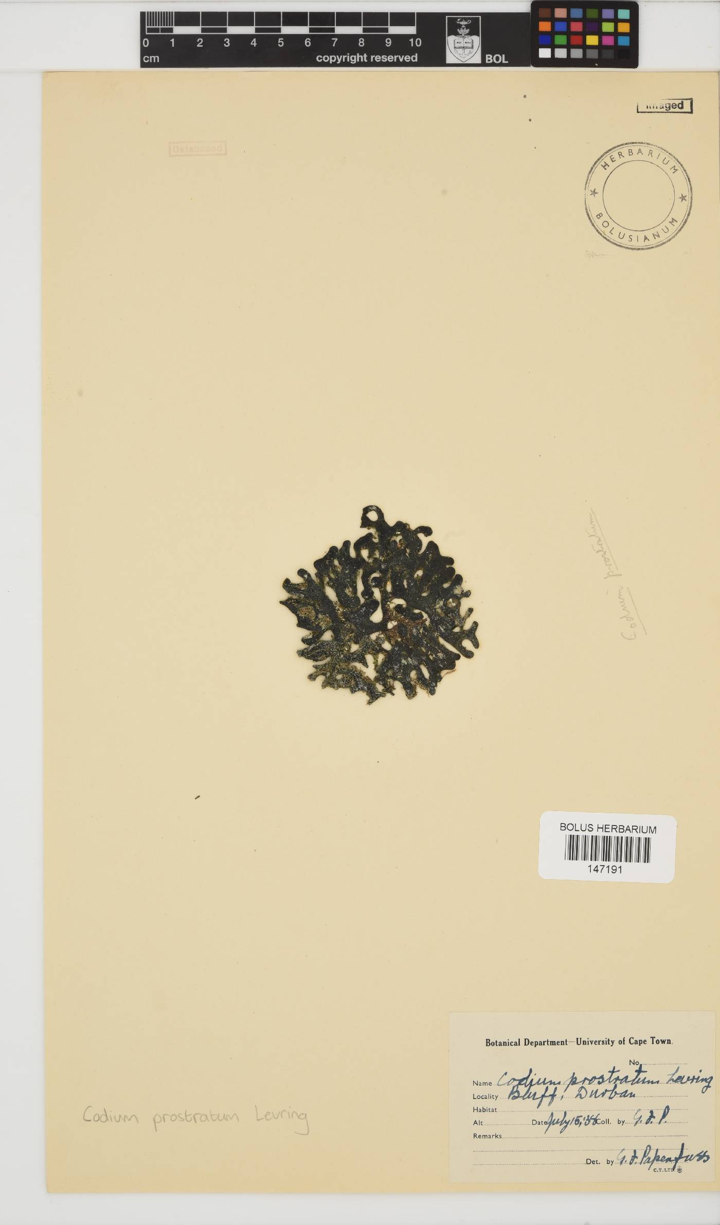 Codium prostratum image