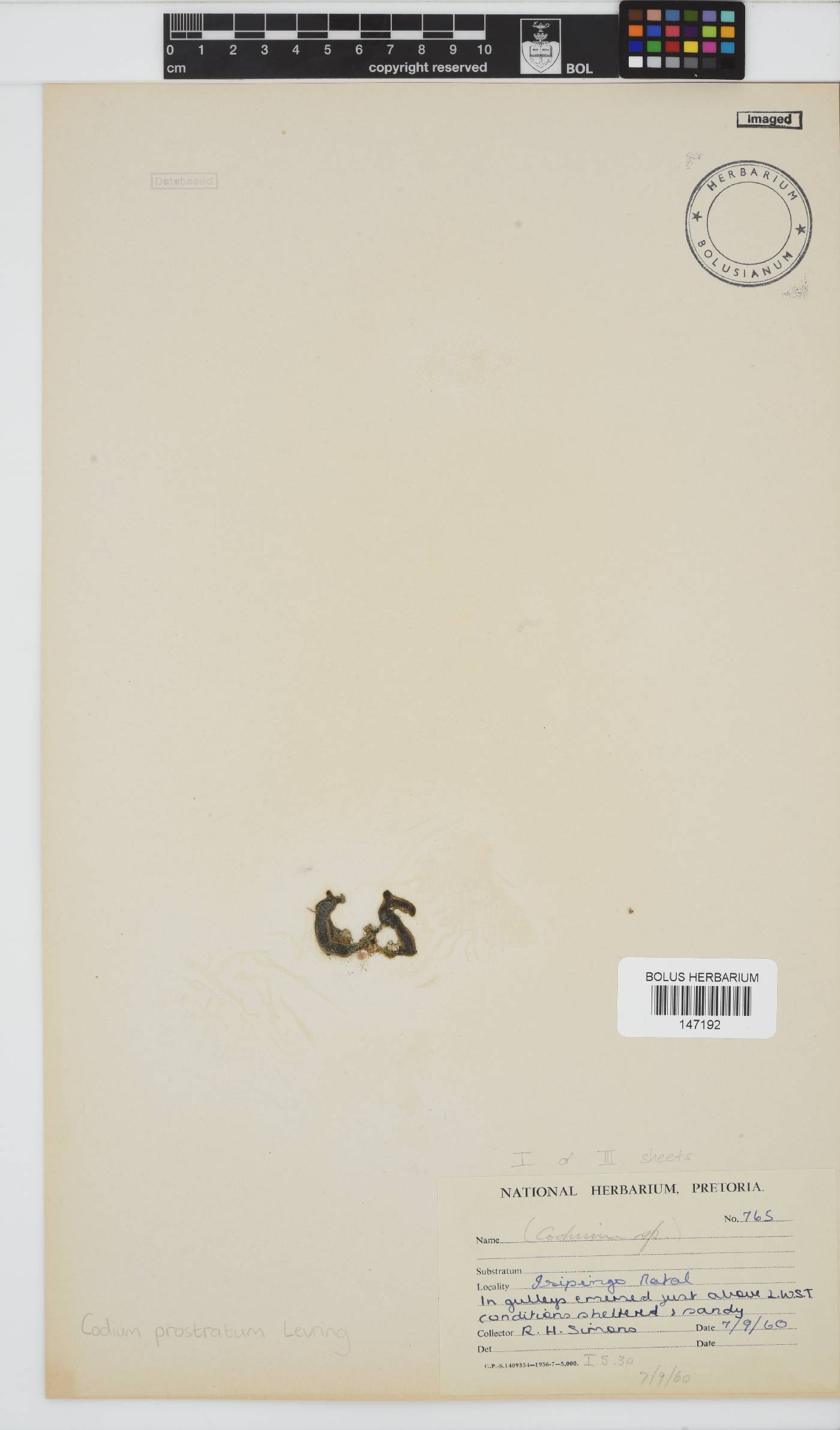 Codium prostratum image