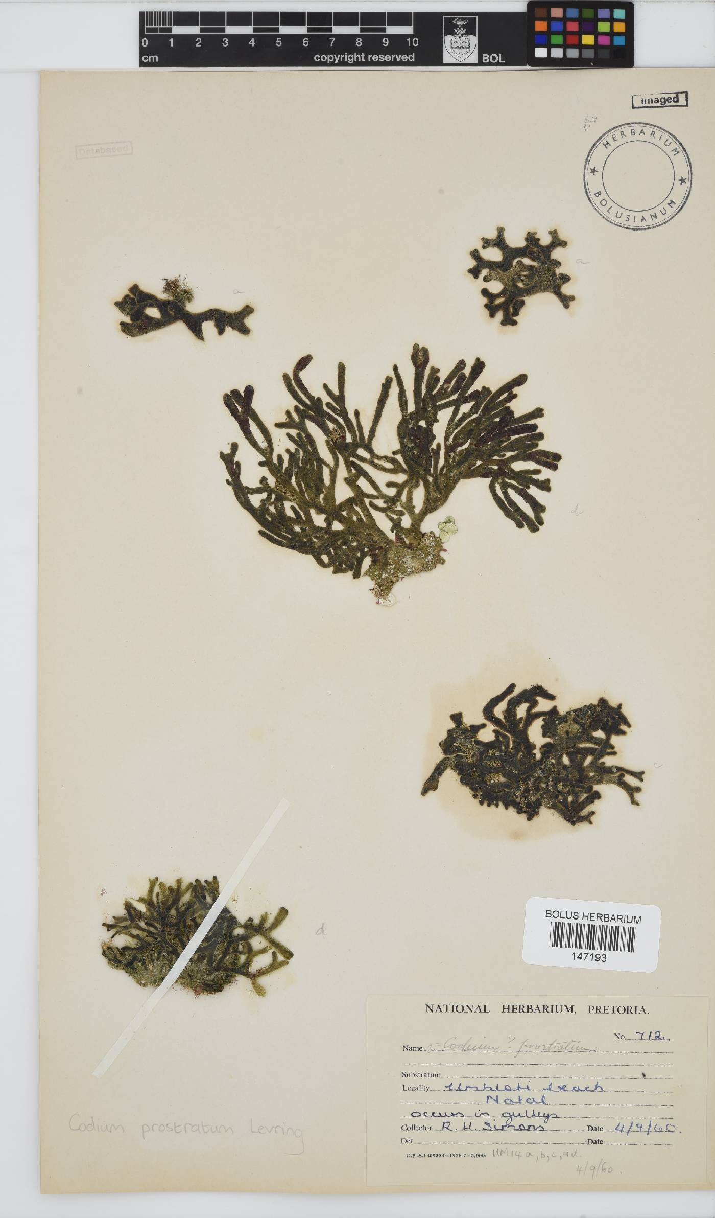 Codium prostratum image
