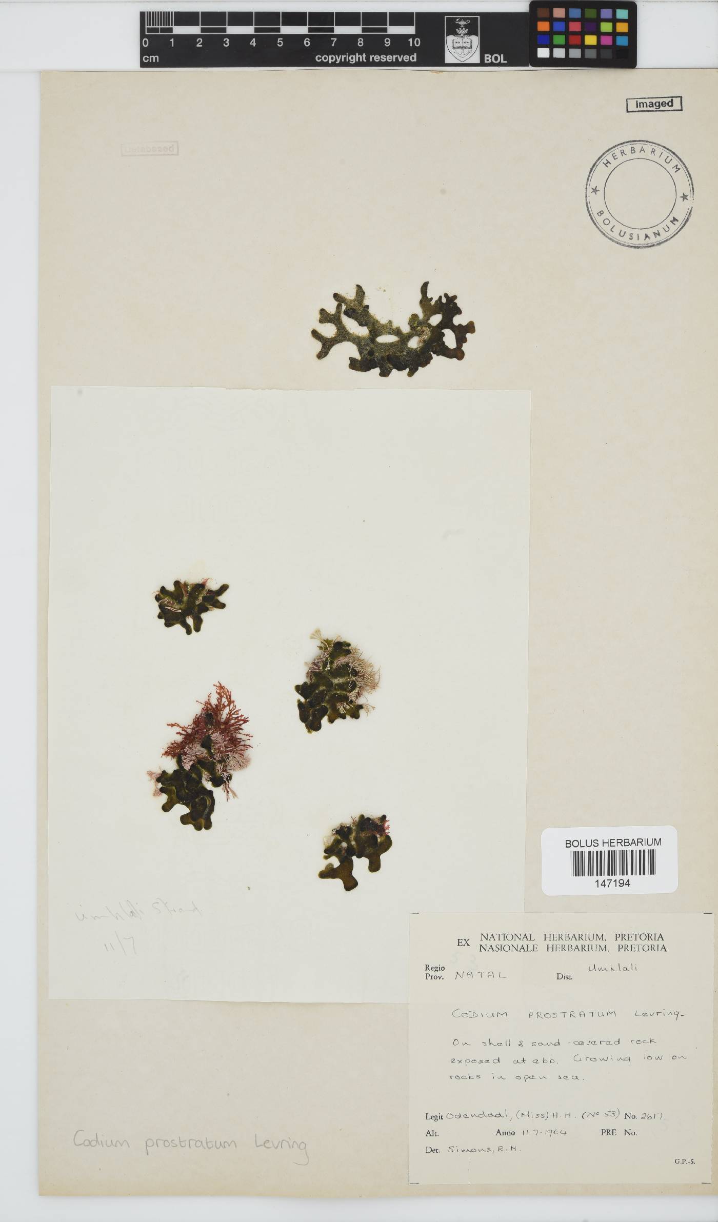 Codium prostratum image