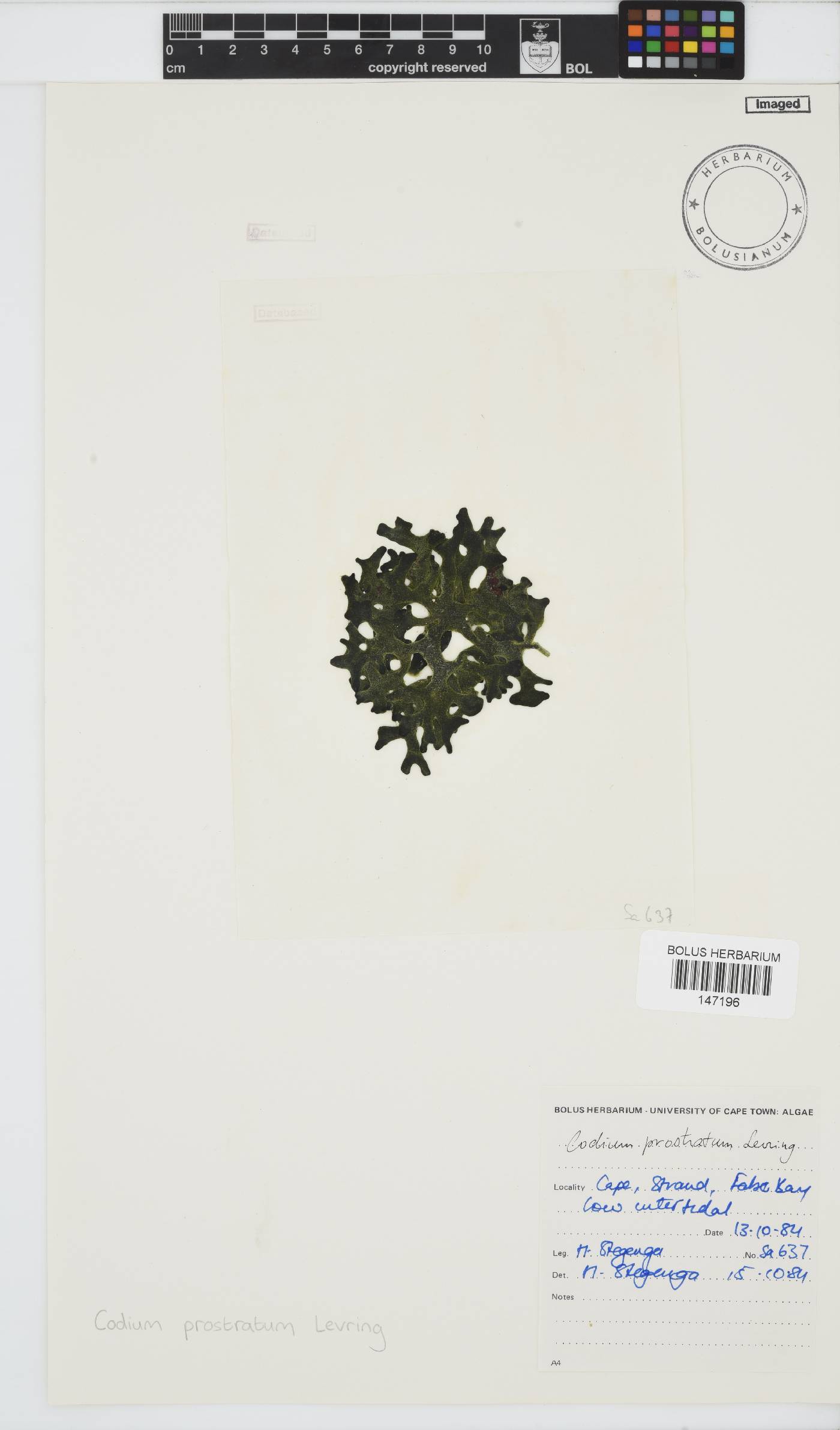 Codium prostratum image