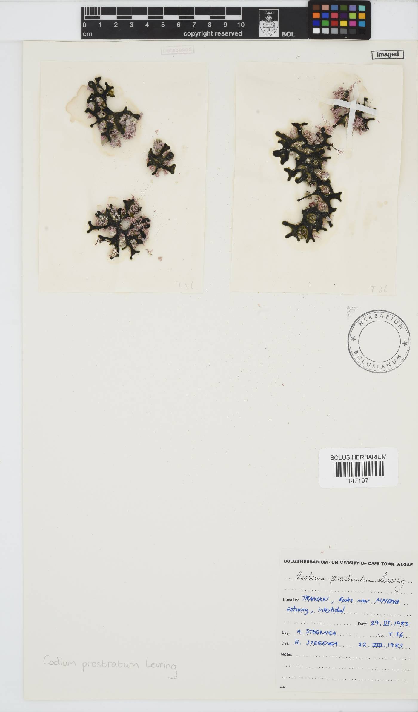 Codium prostratum image