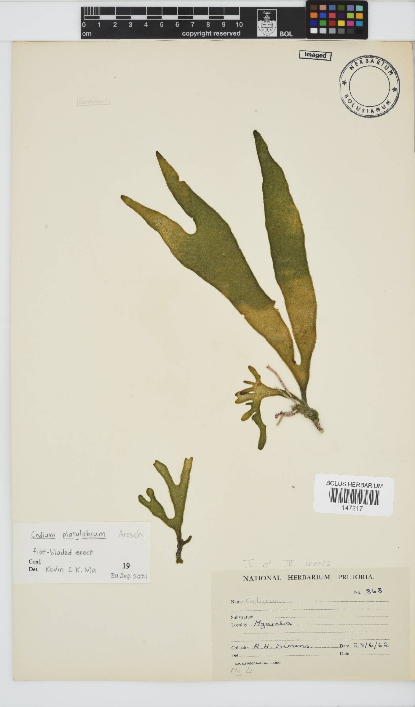 Codium platylobium image