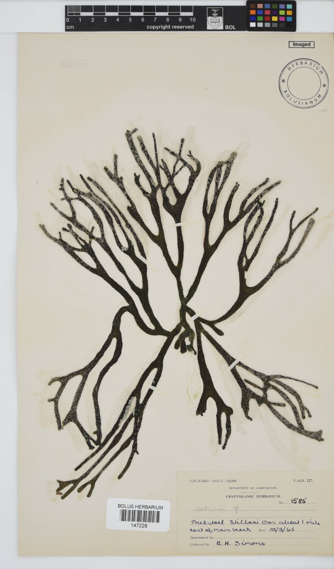 Codiaceae image