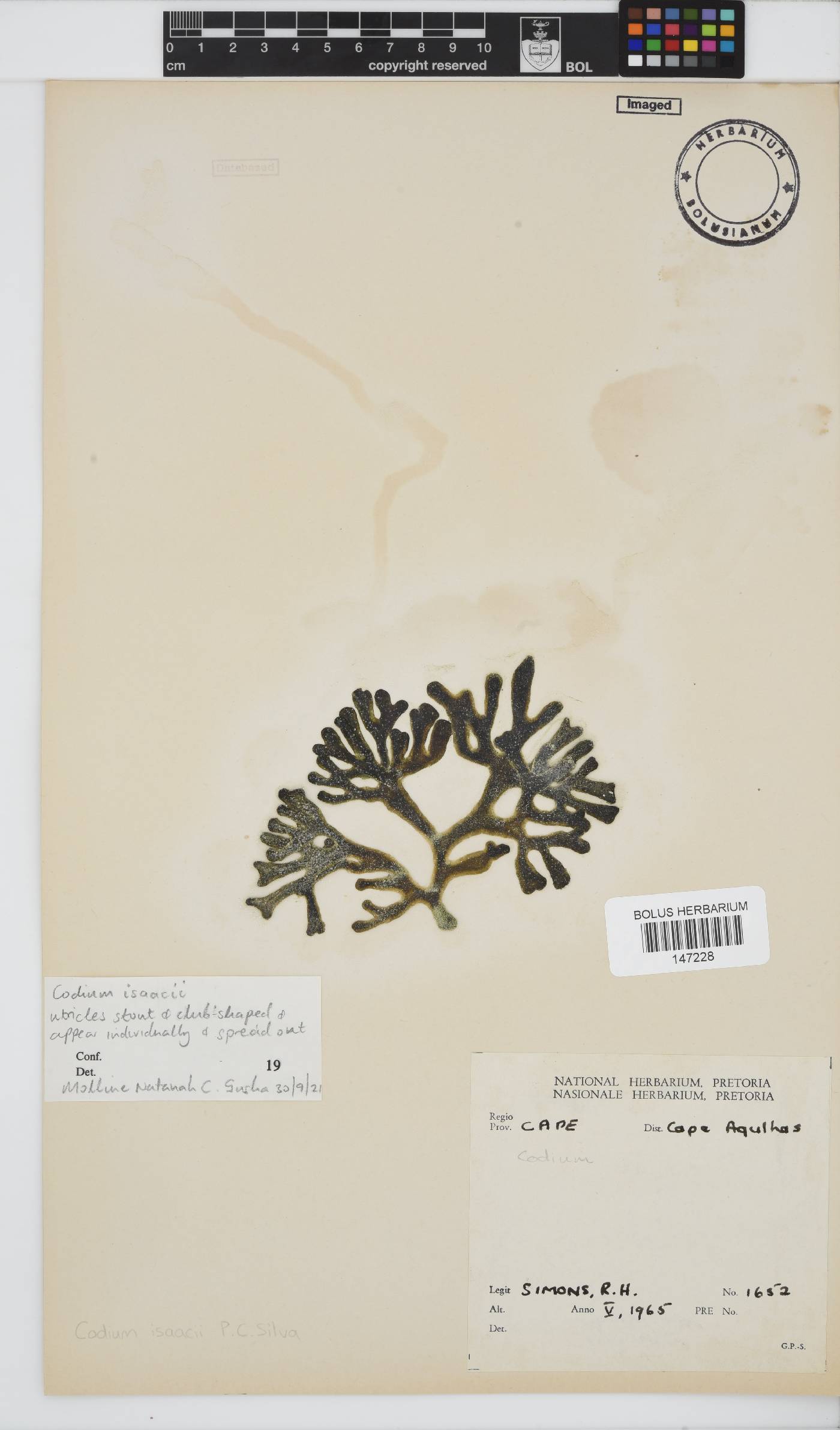 Codium isaacii image