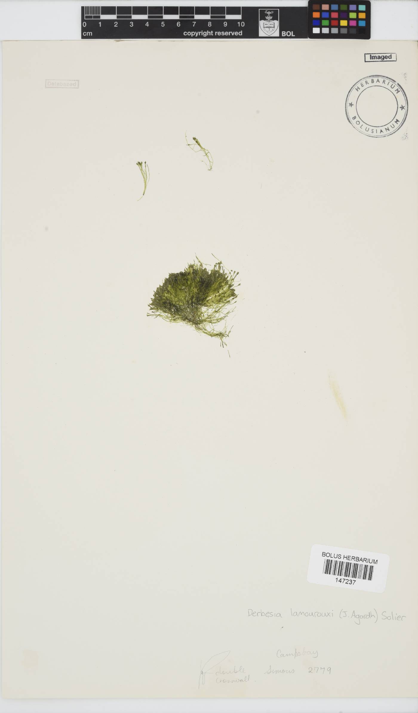 Pedobesia simplex image