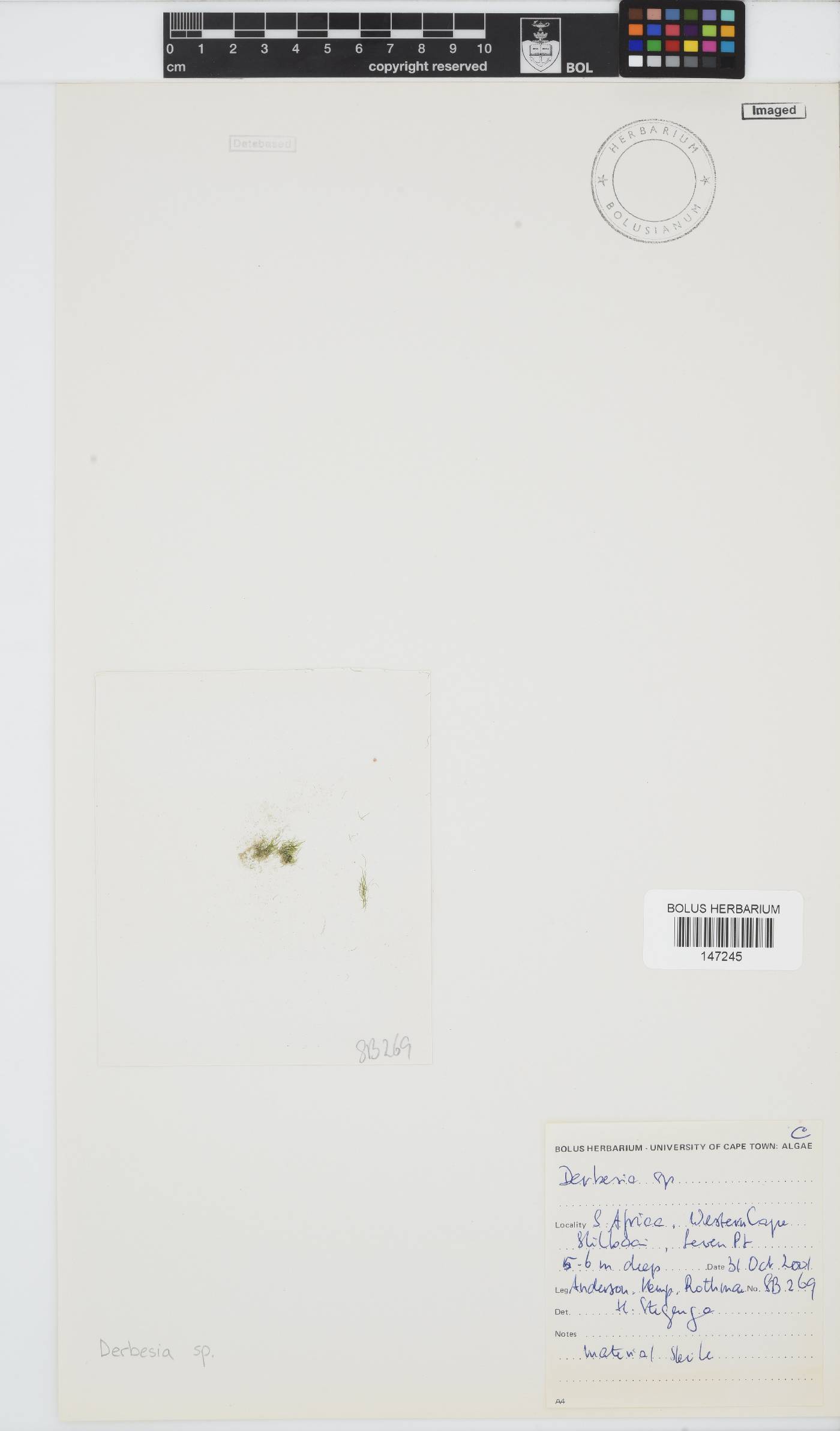Derbesia image