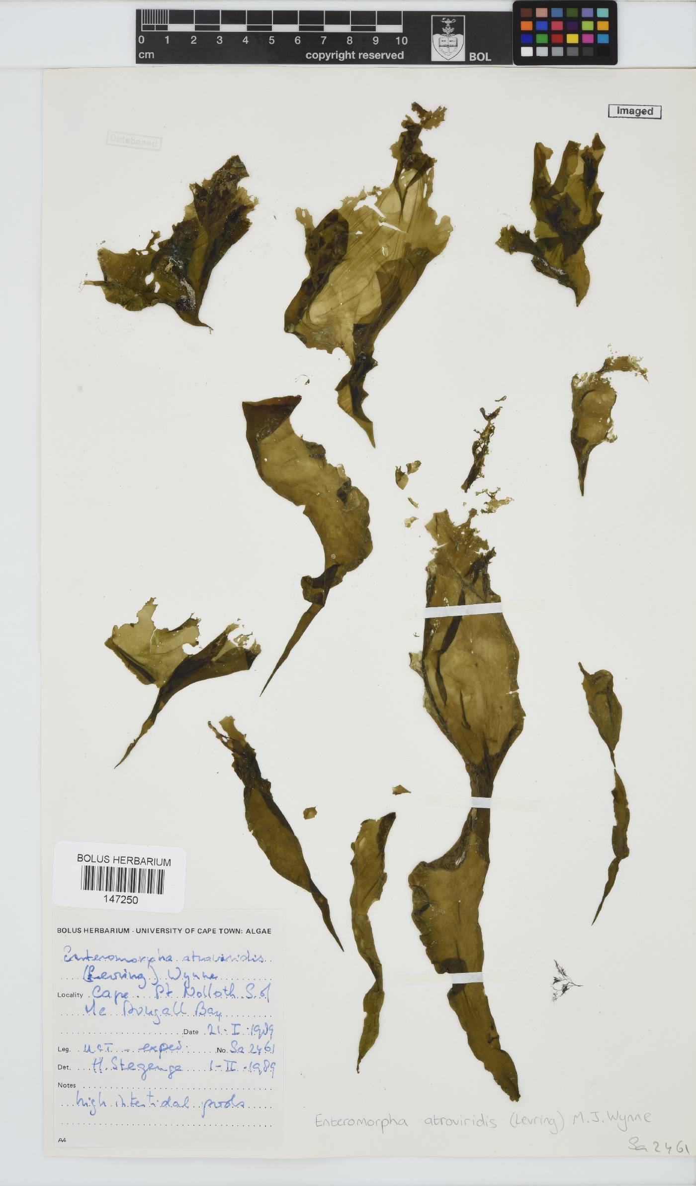 Ulva image