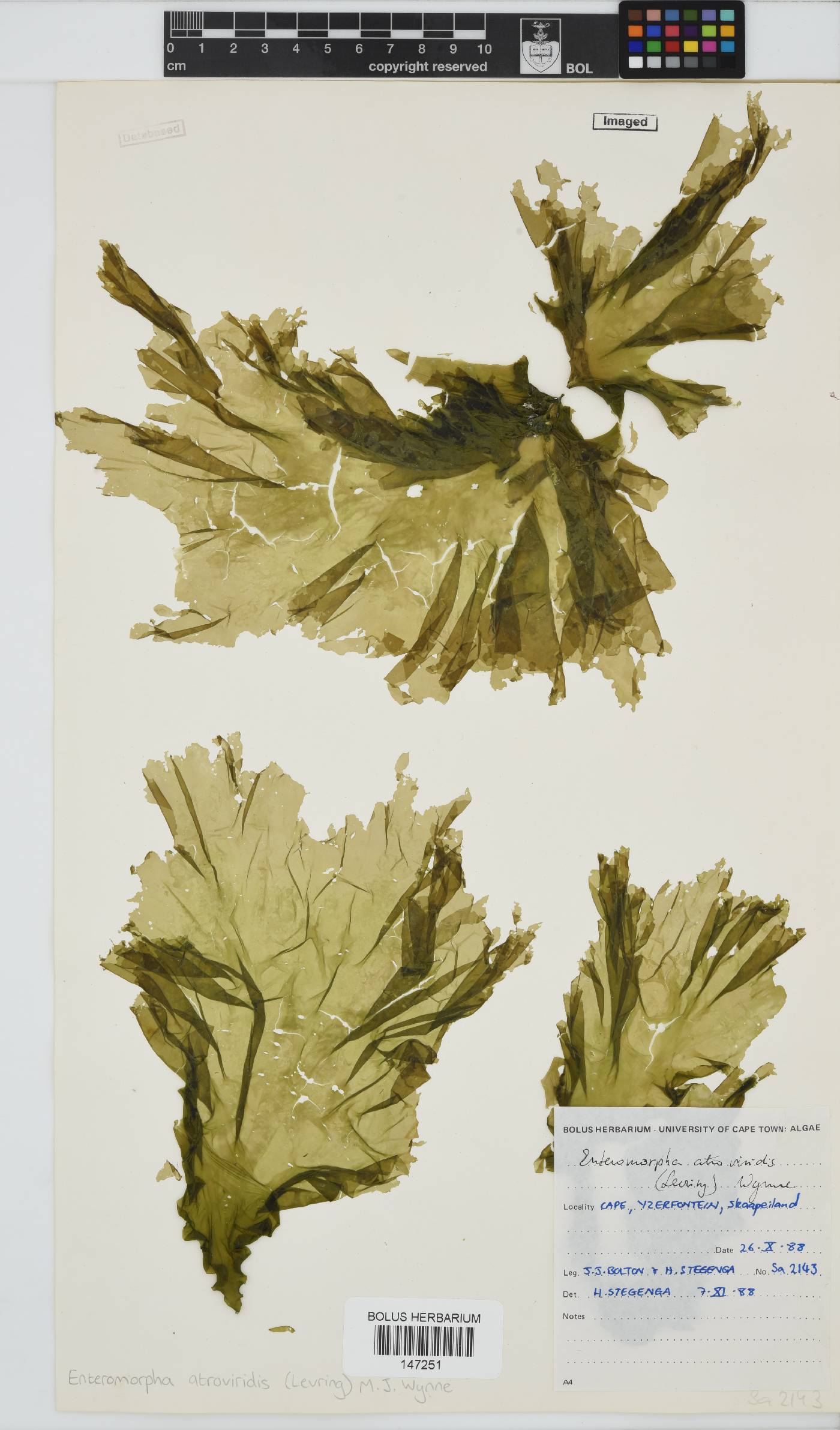 Ulva atroviridis image