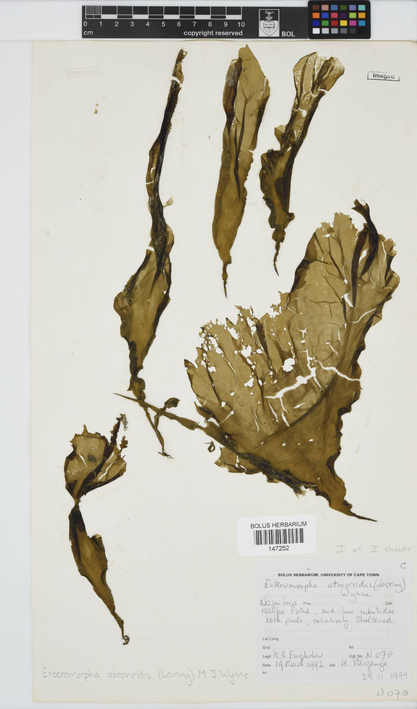 Ulva image