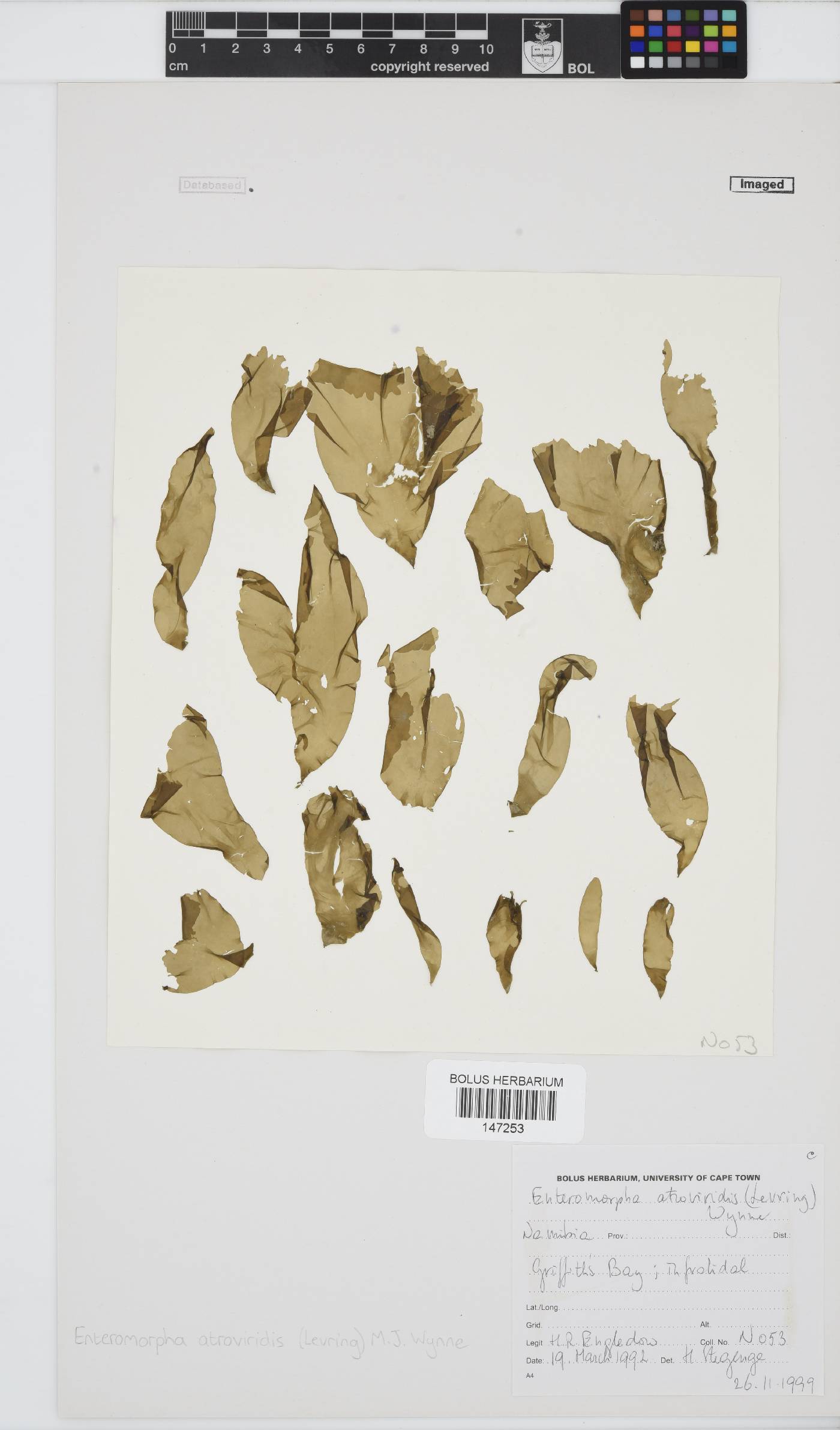 Ulva atroviridis image