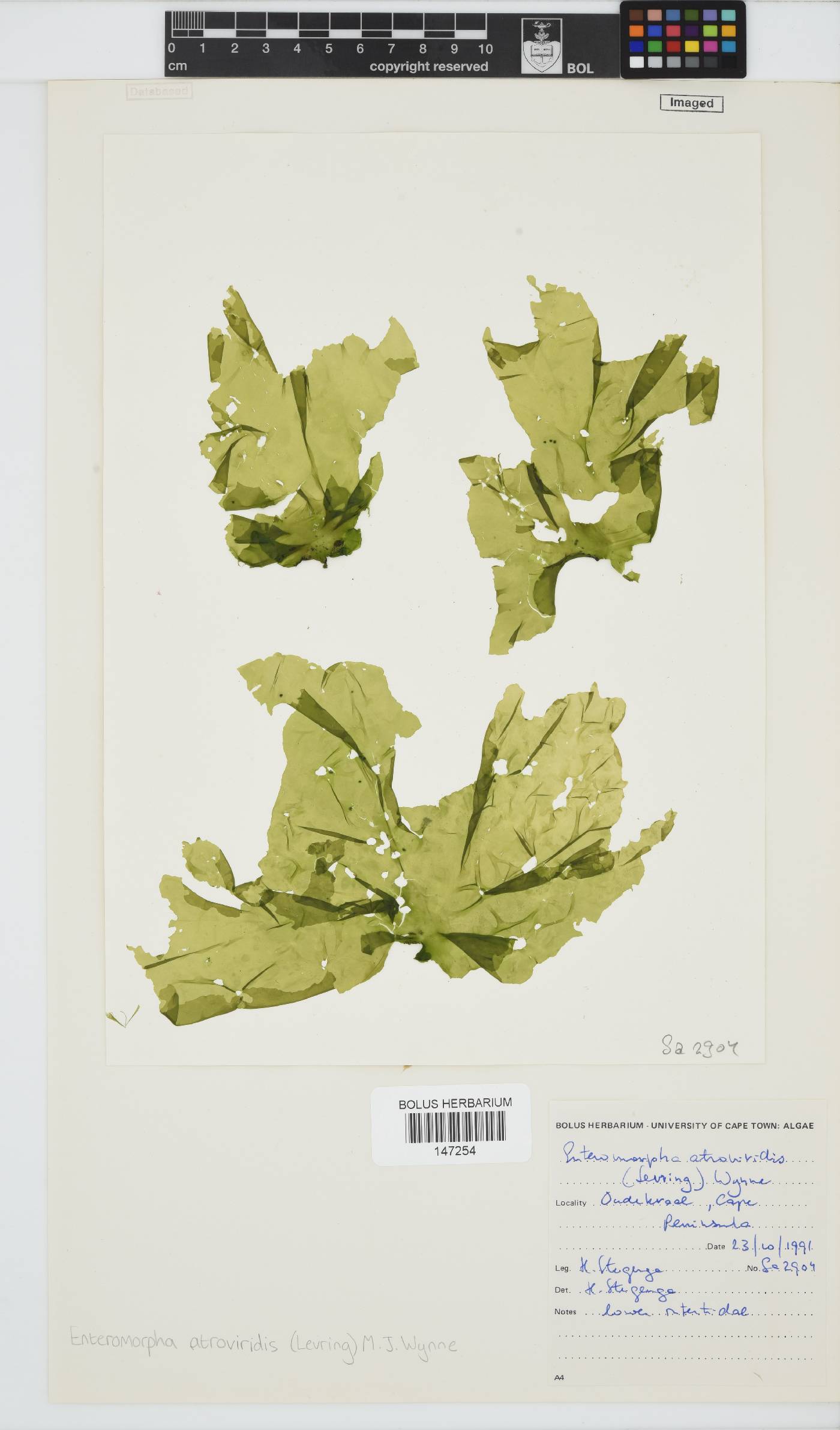 Ulva atroviridis image
