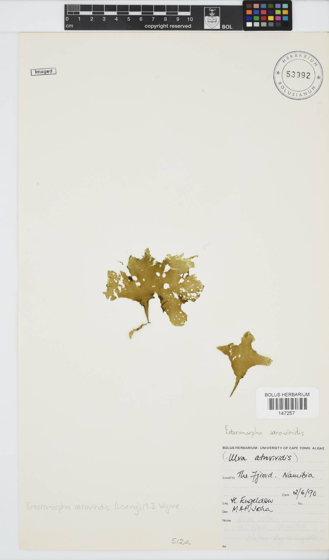 Ulva atroviridis image