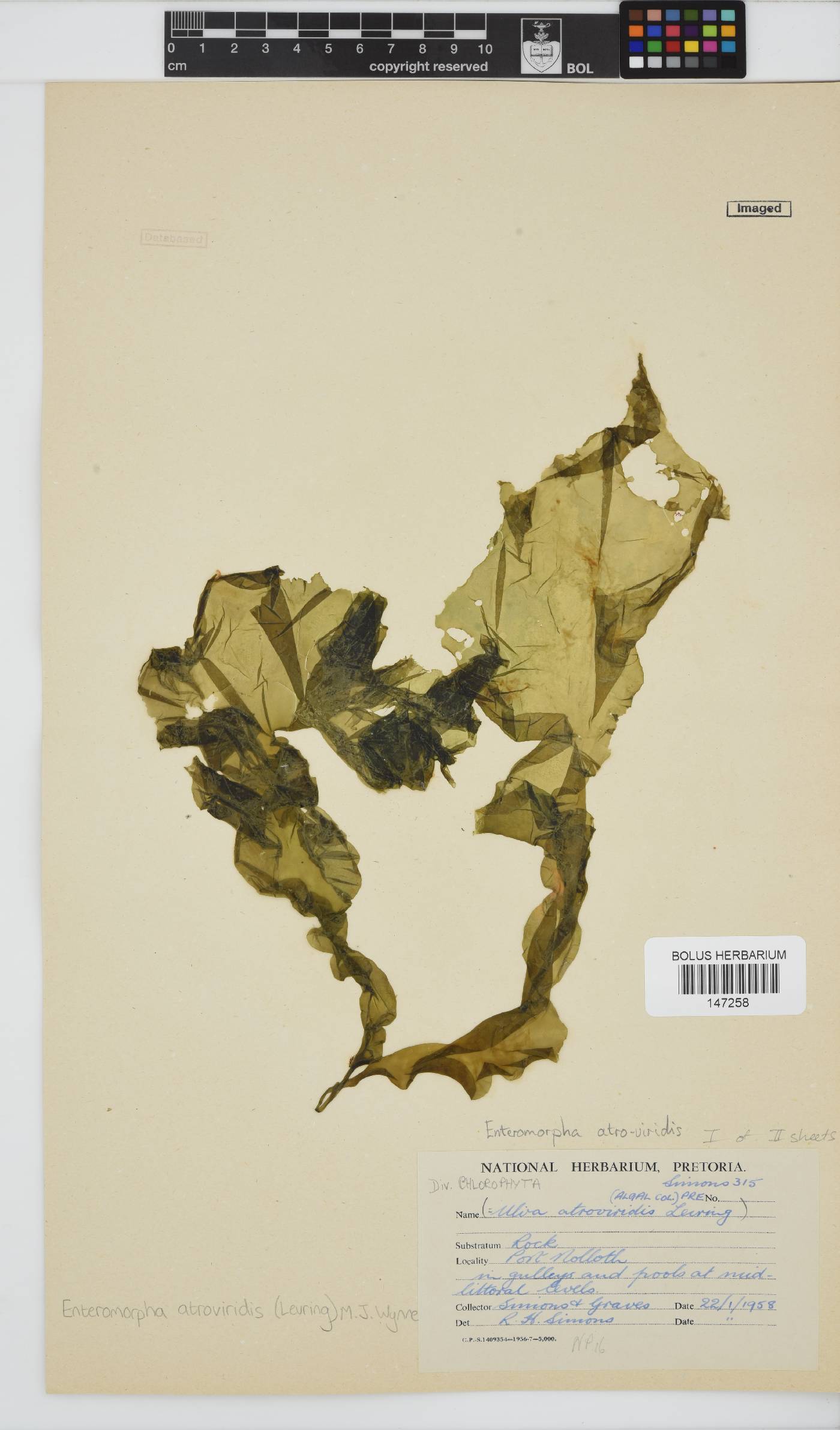 Ulva atroviridis image