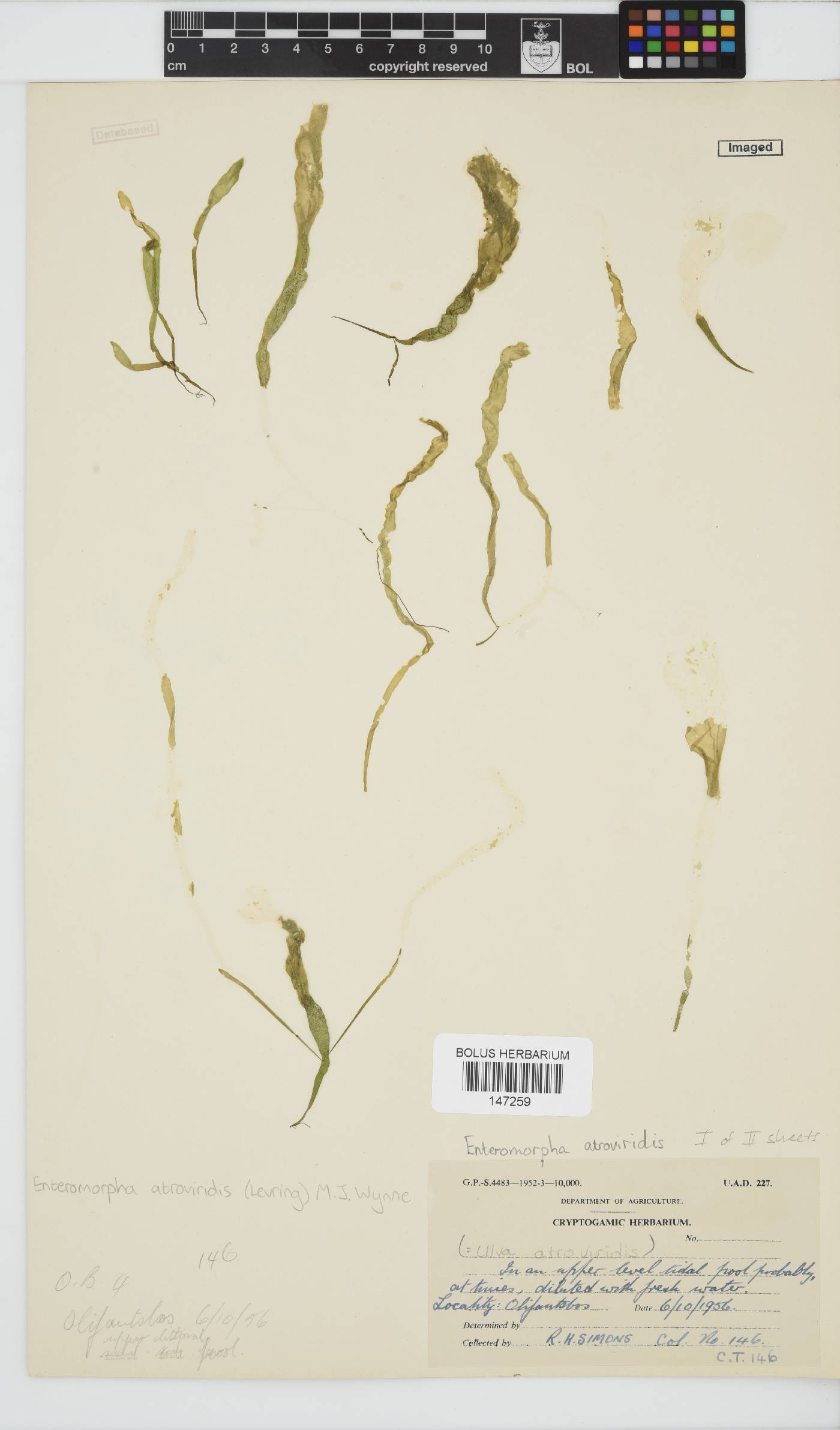 Ulva atroviridis image