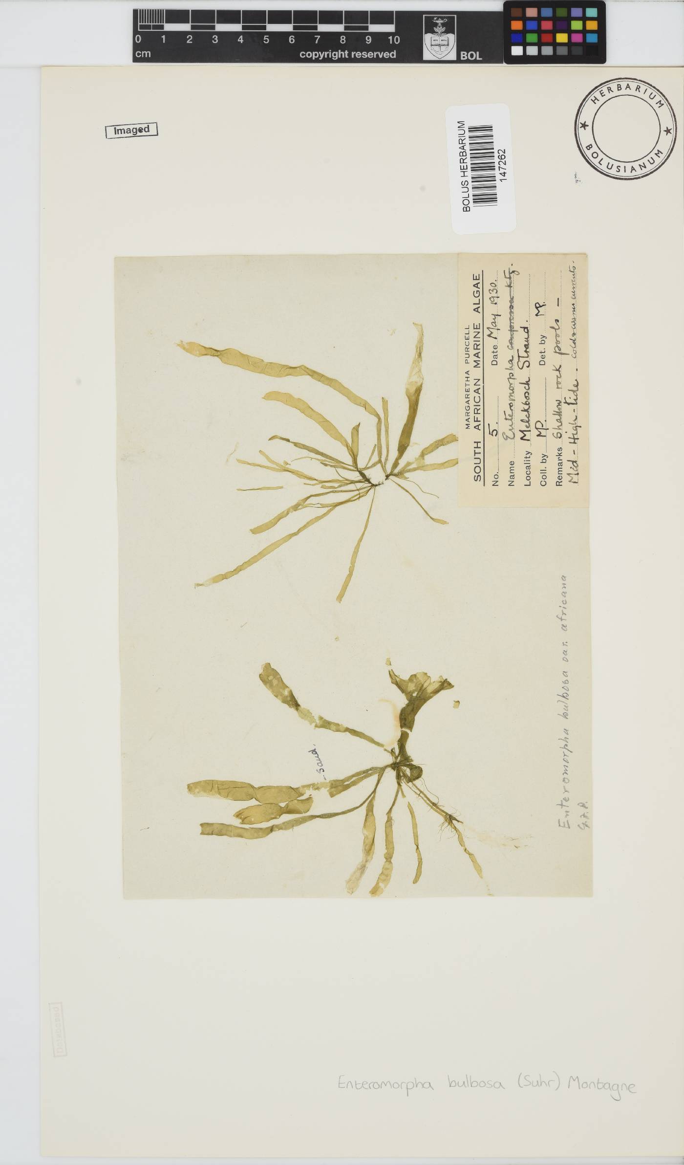 Ulva hookeriana image