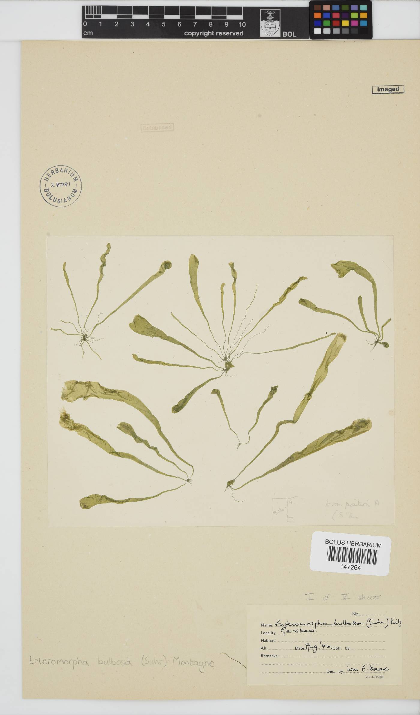 Ulva hookeriana image