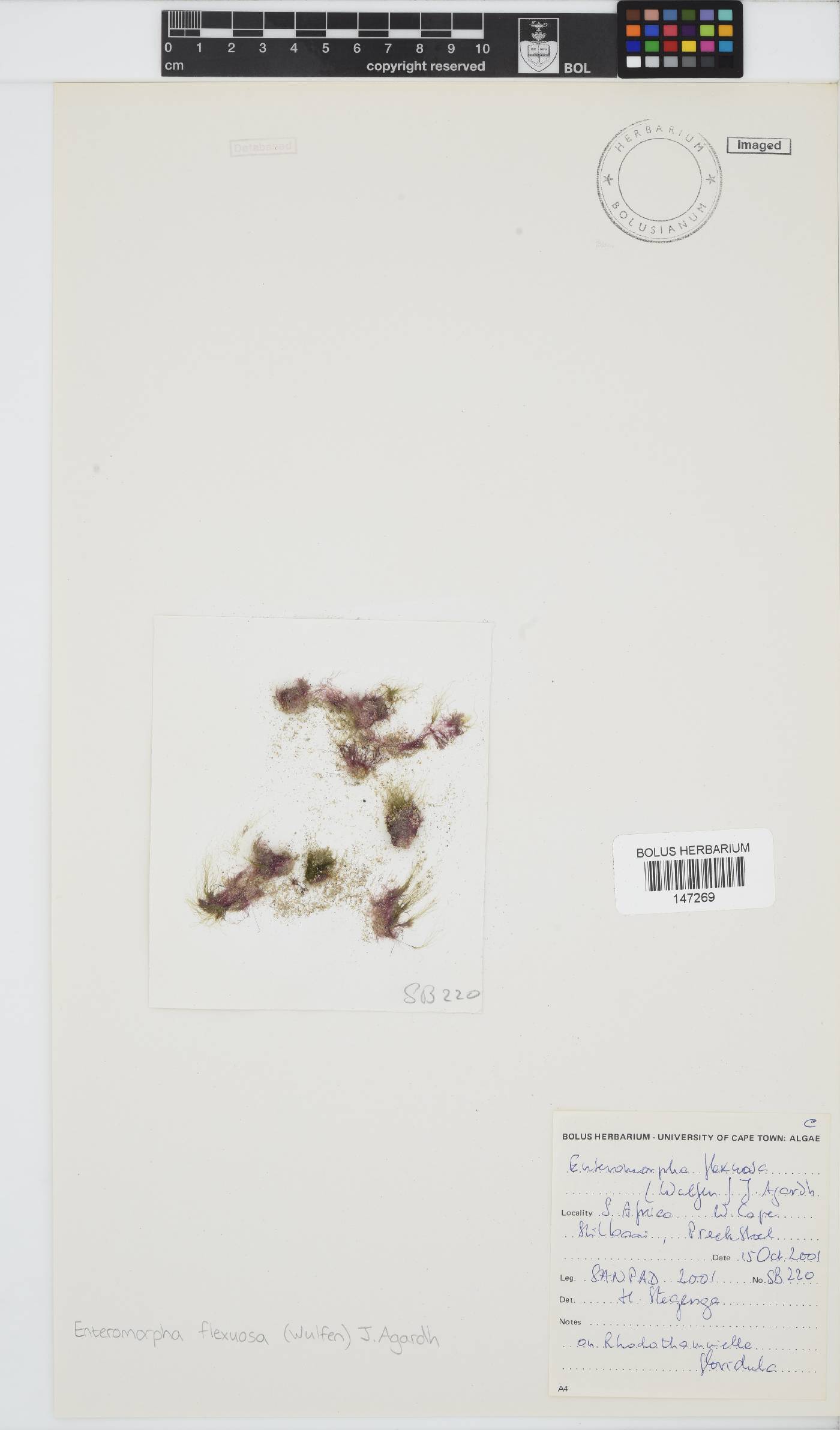 Ulva flexuosa image