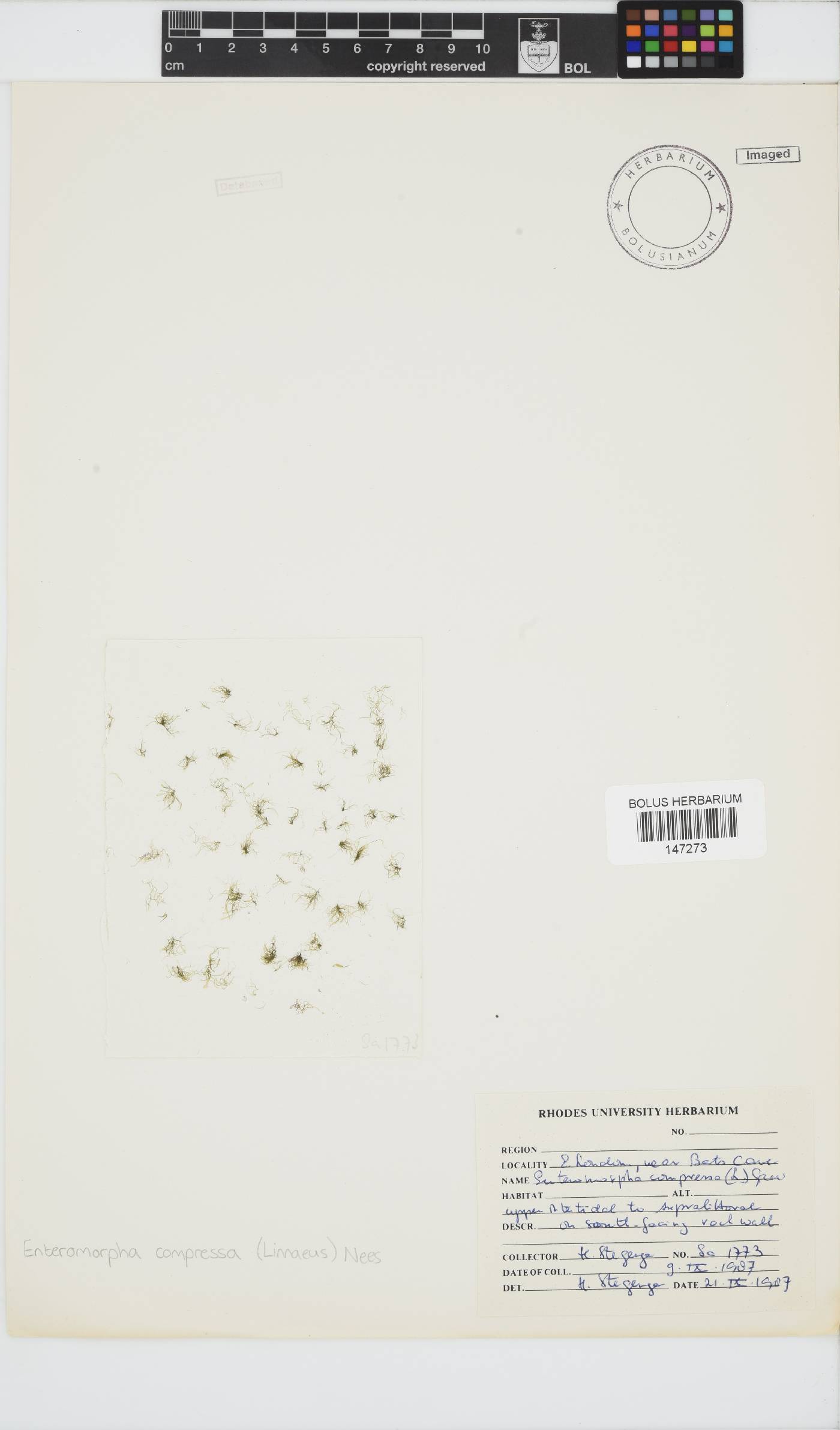 Ulva compressa image
