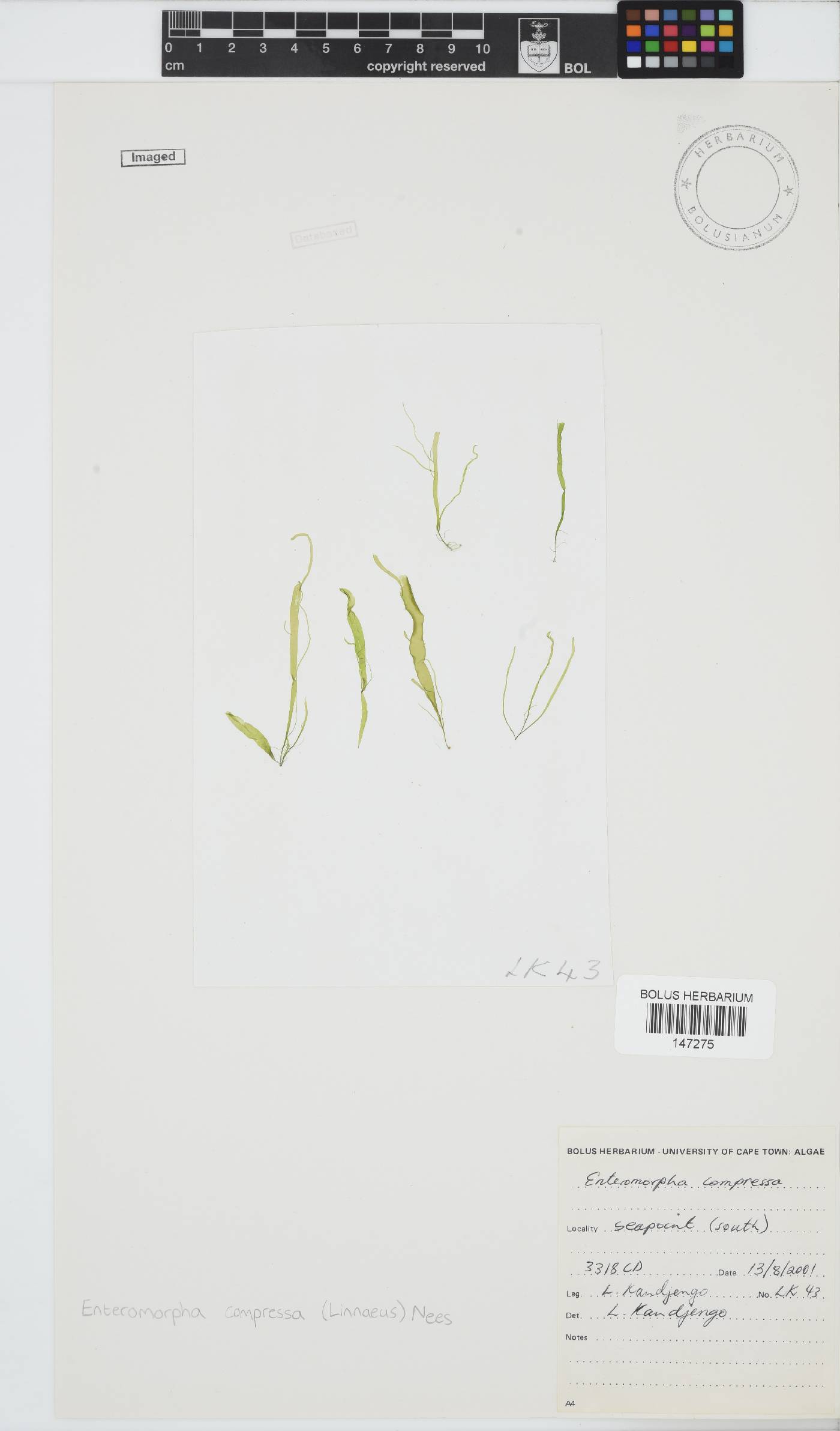 Ulvaceae image
