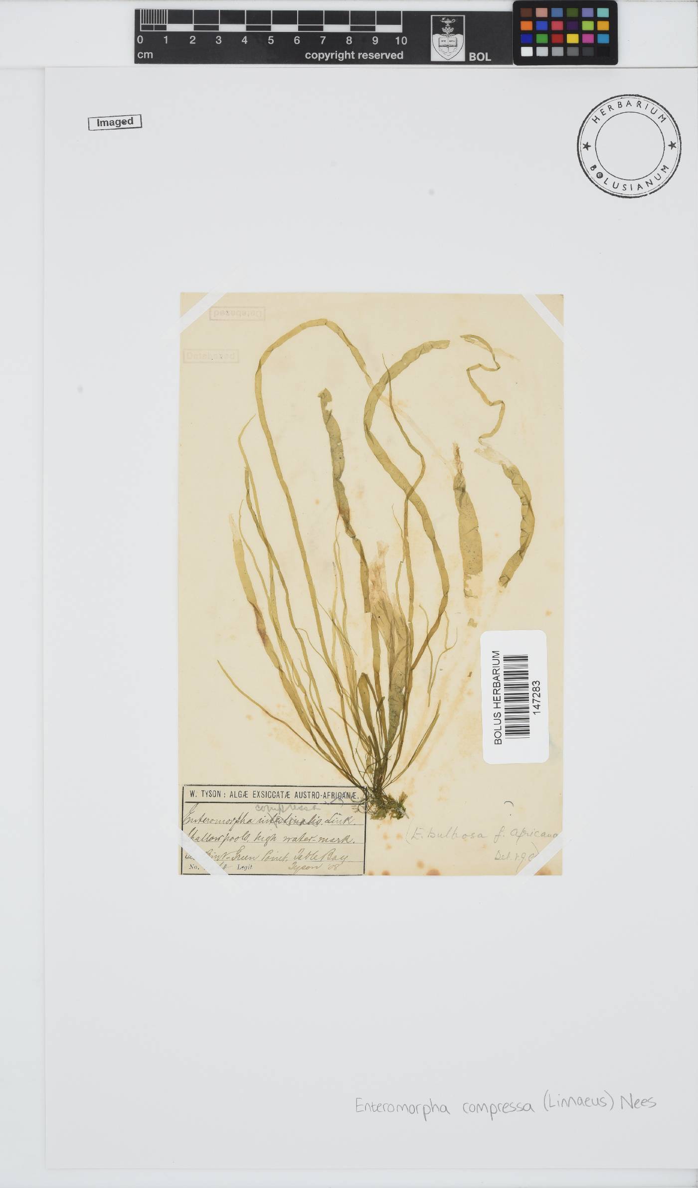 Ulva compressa image