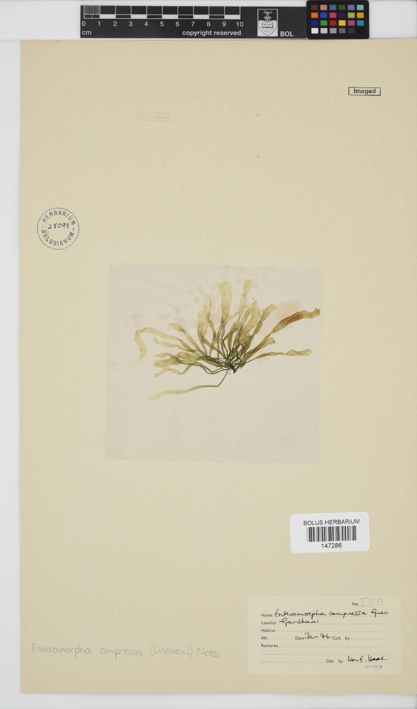 Ulva compressa image