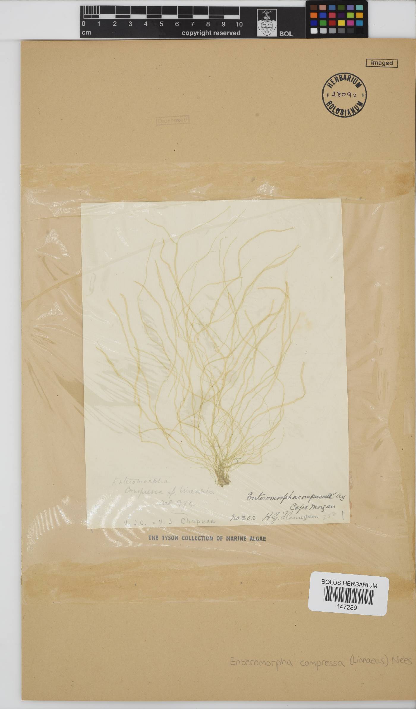 Ulva compressa image