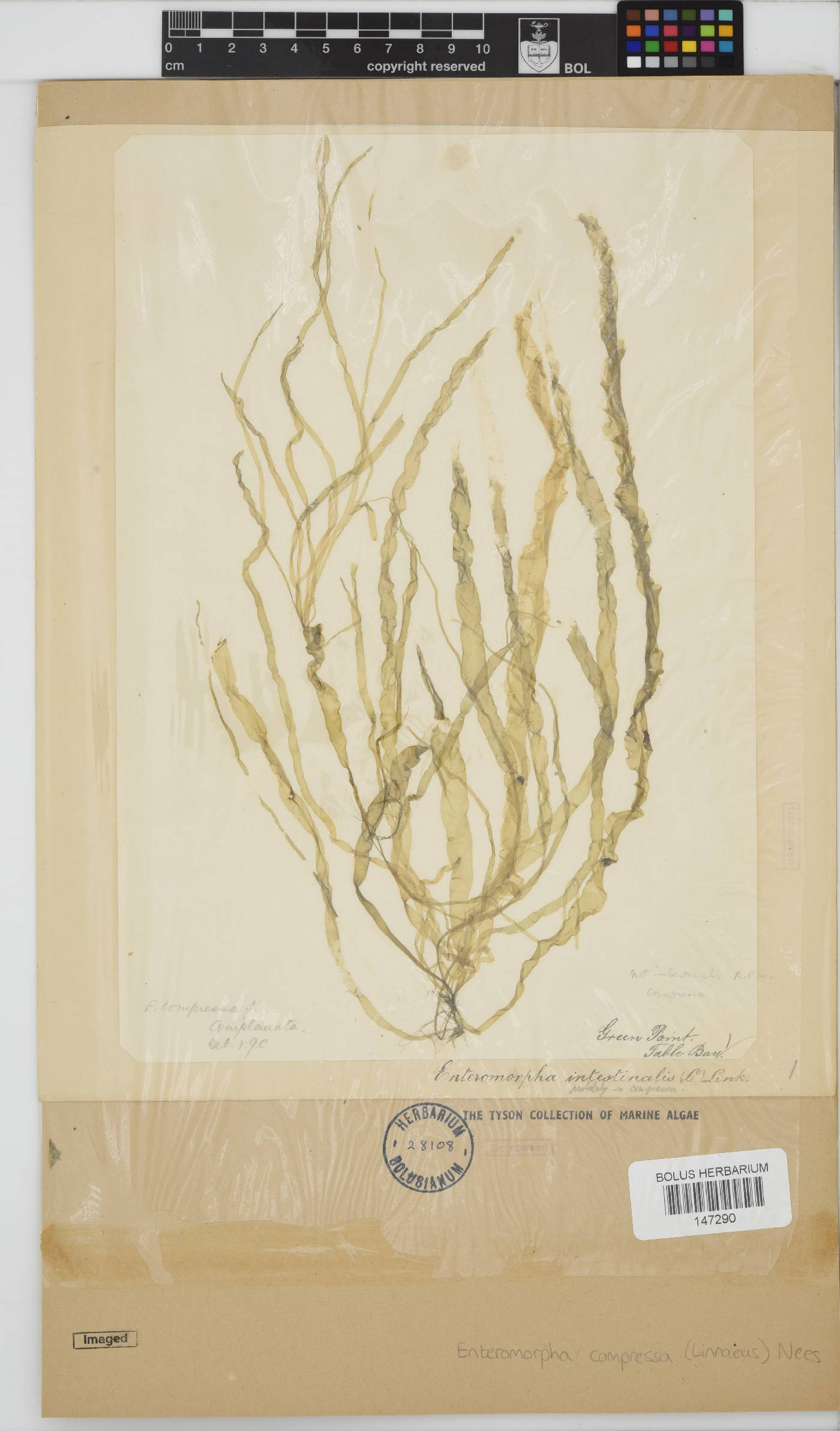 Ulva compressa image