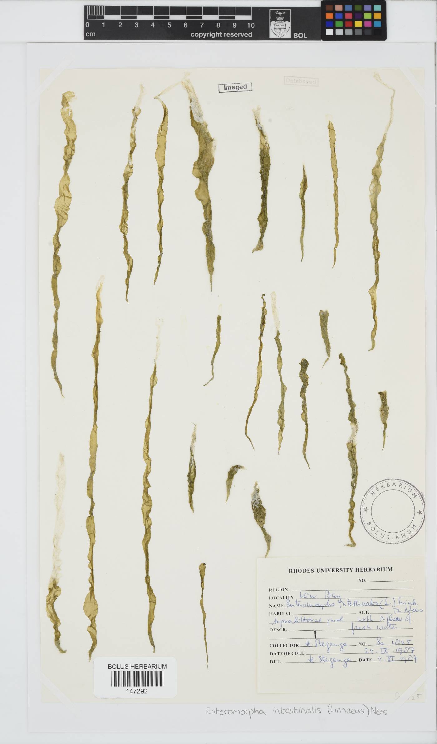 Ulva intestinalis image