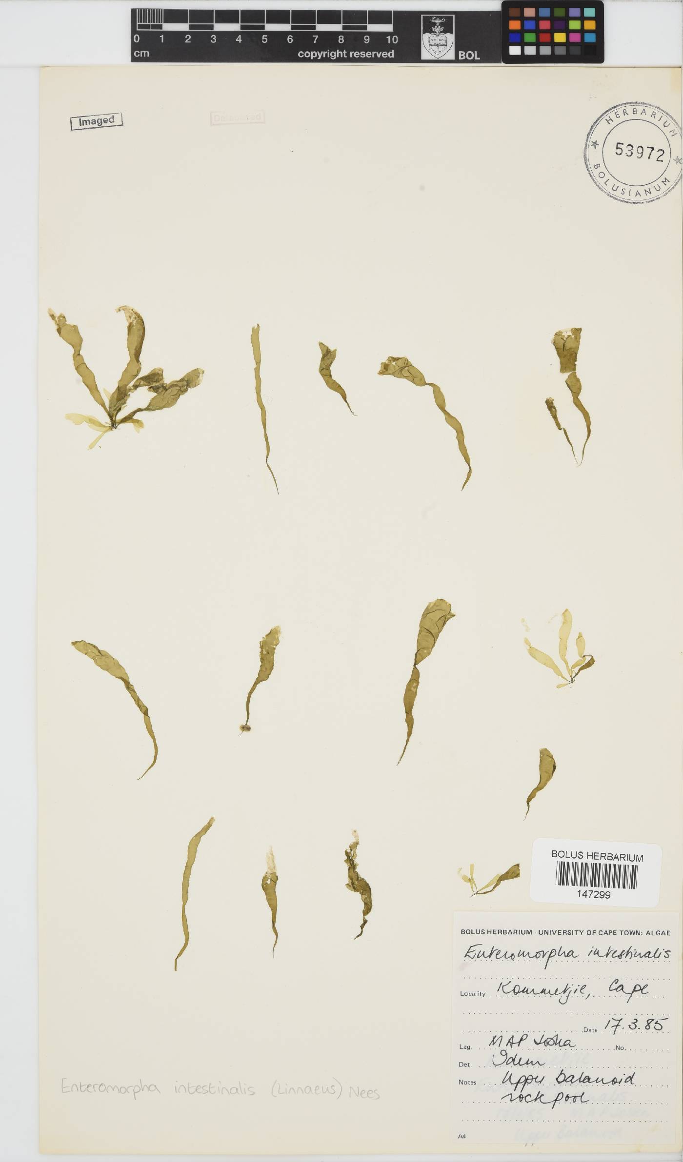 Ulva intestinalis image