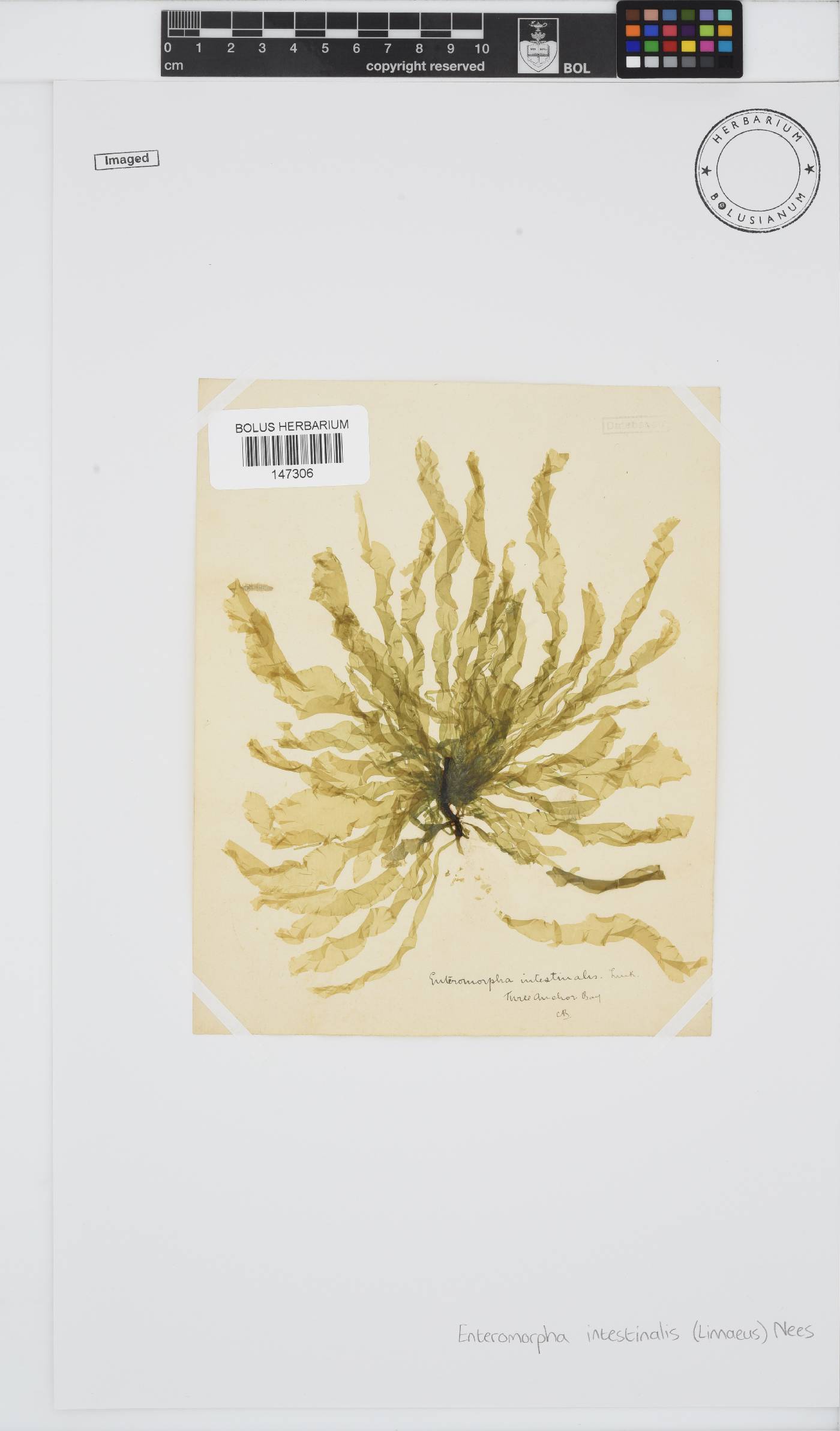 Ulva intestinalis image