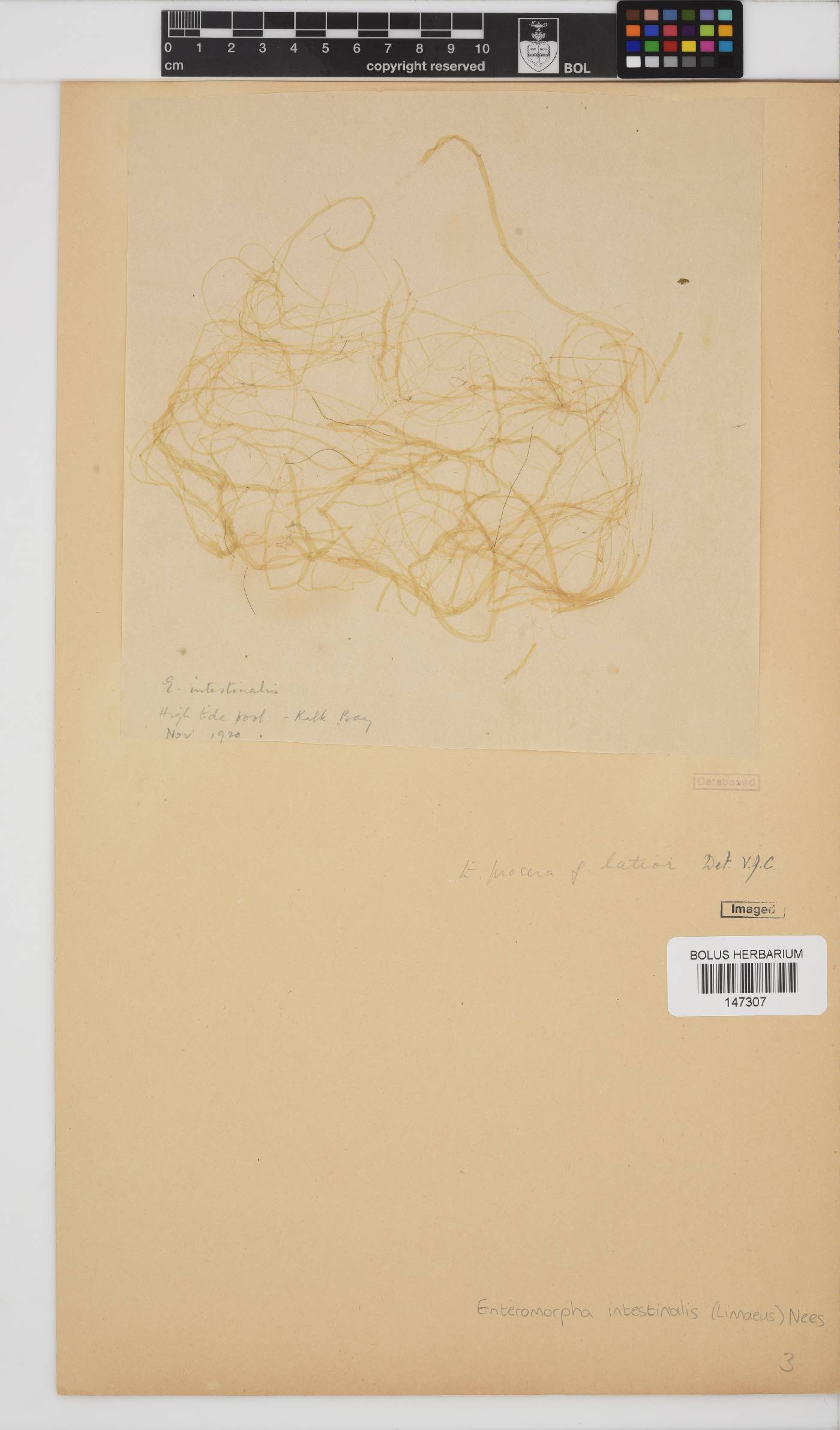 Ulva intestinalis image
