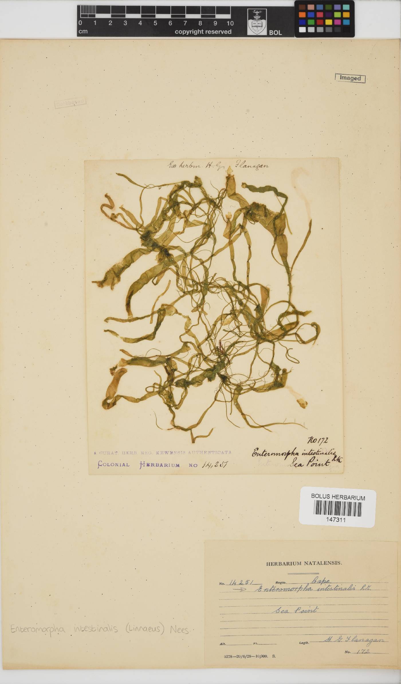 Ulva intestinalis image