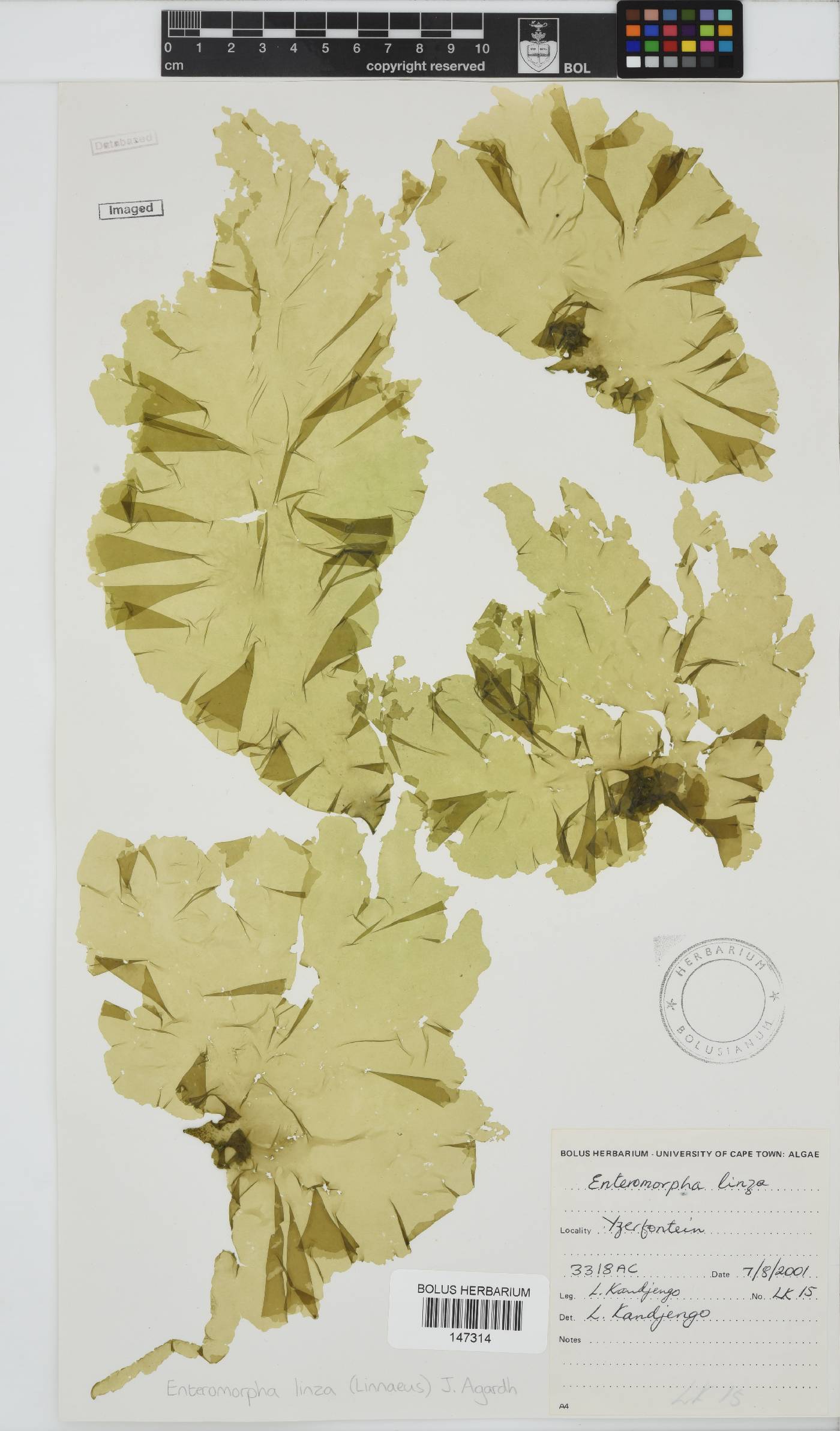Ulva linza image