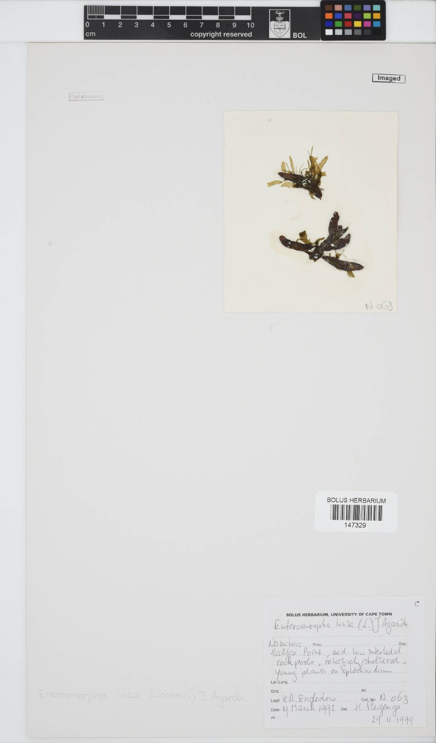 Ulva linza image