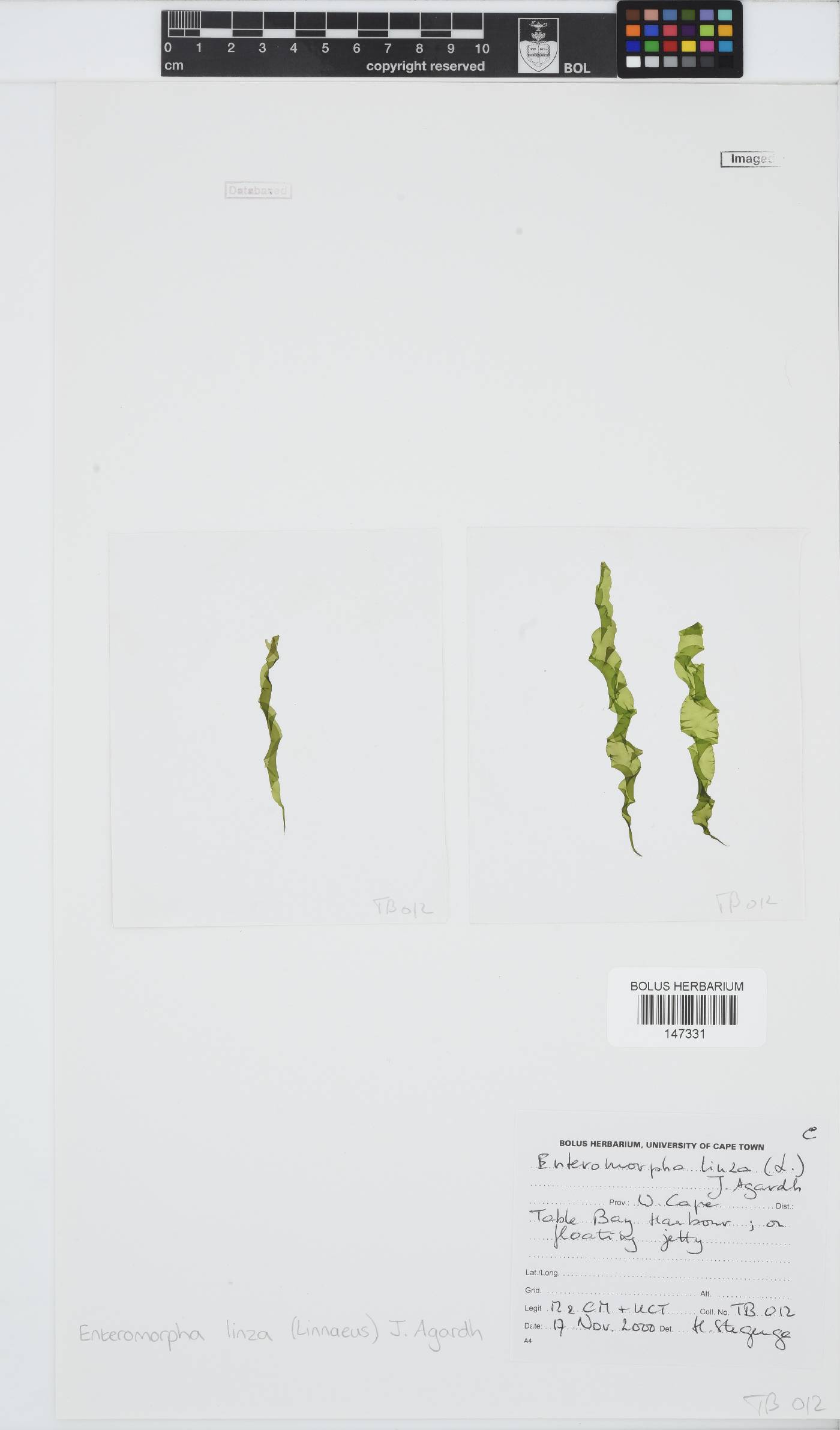 Ulva linza image