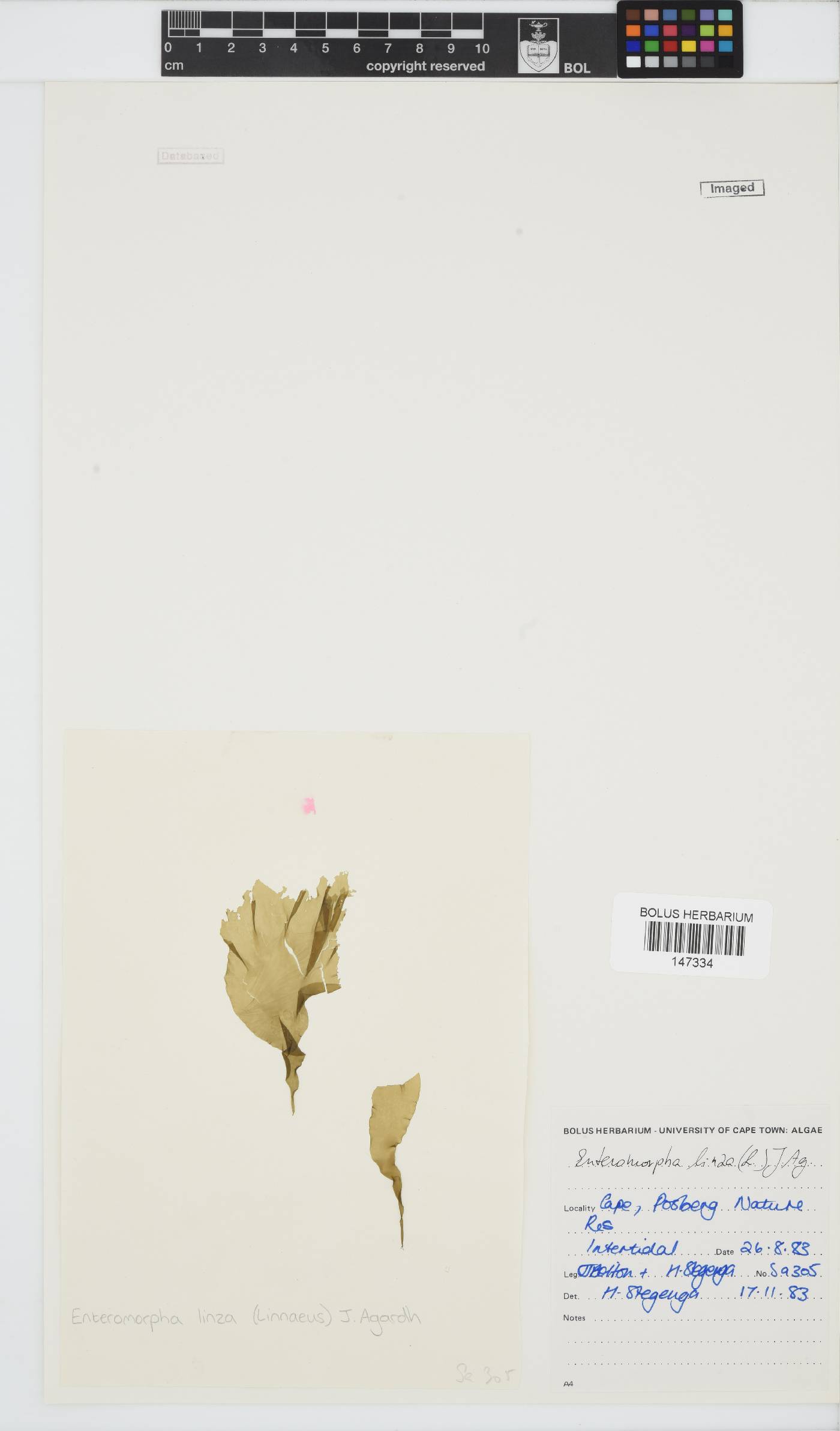 Ulva linza image
