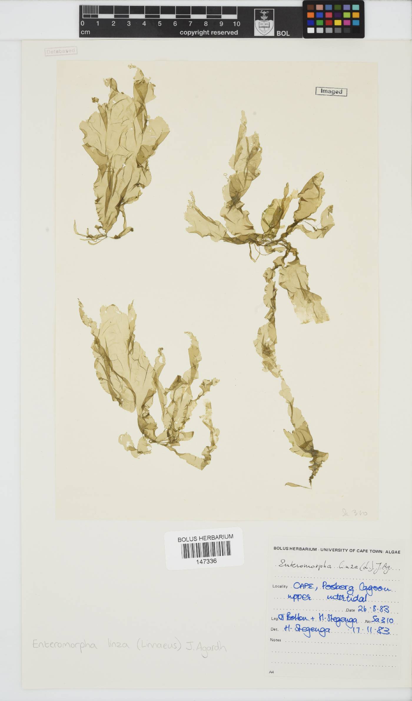 Ulva linza image