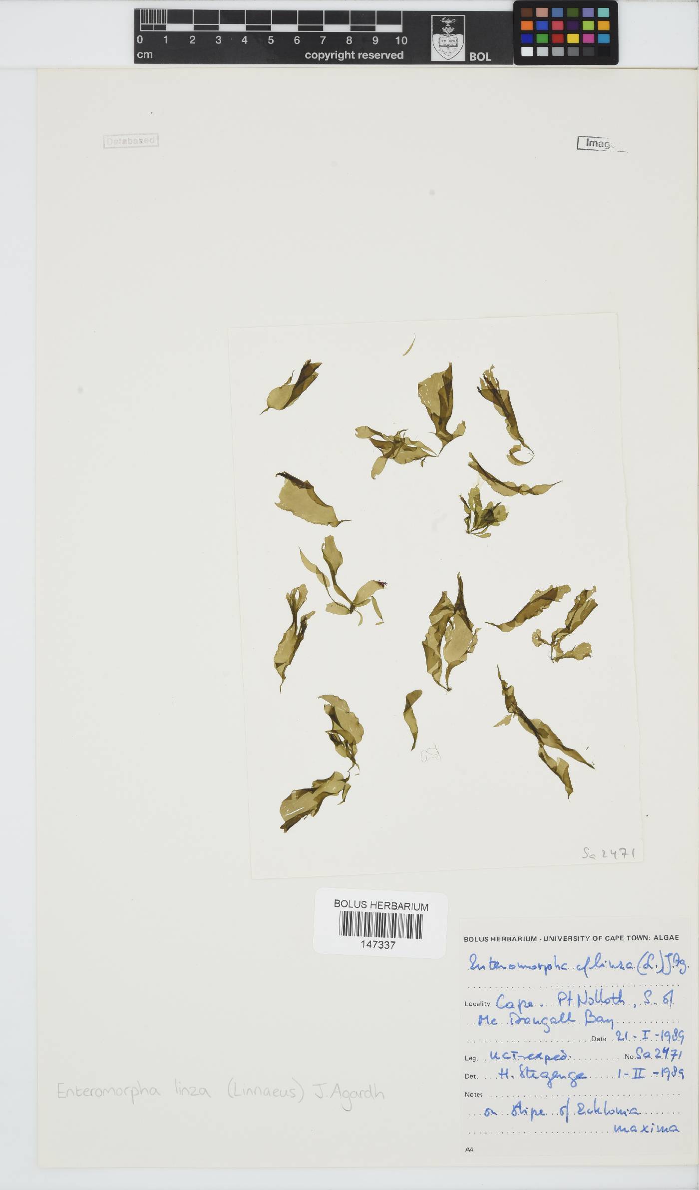 Ulva linza image