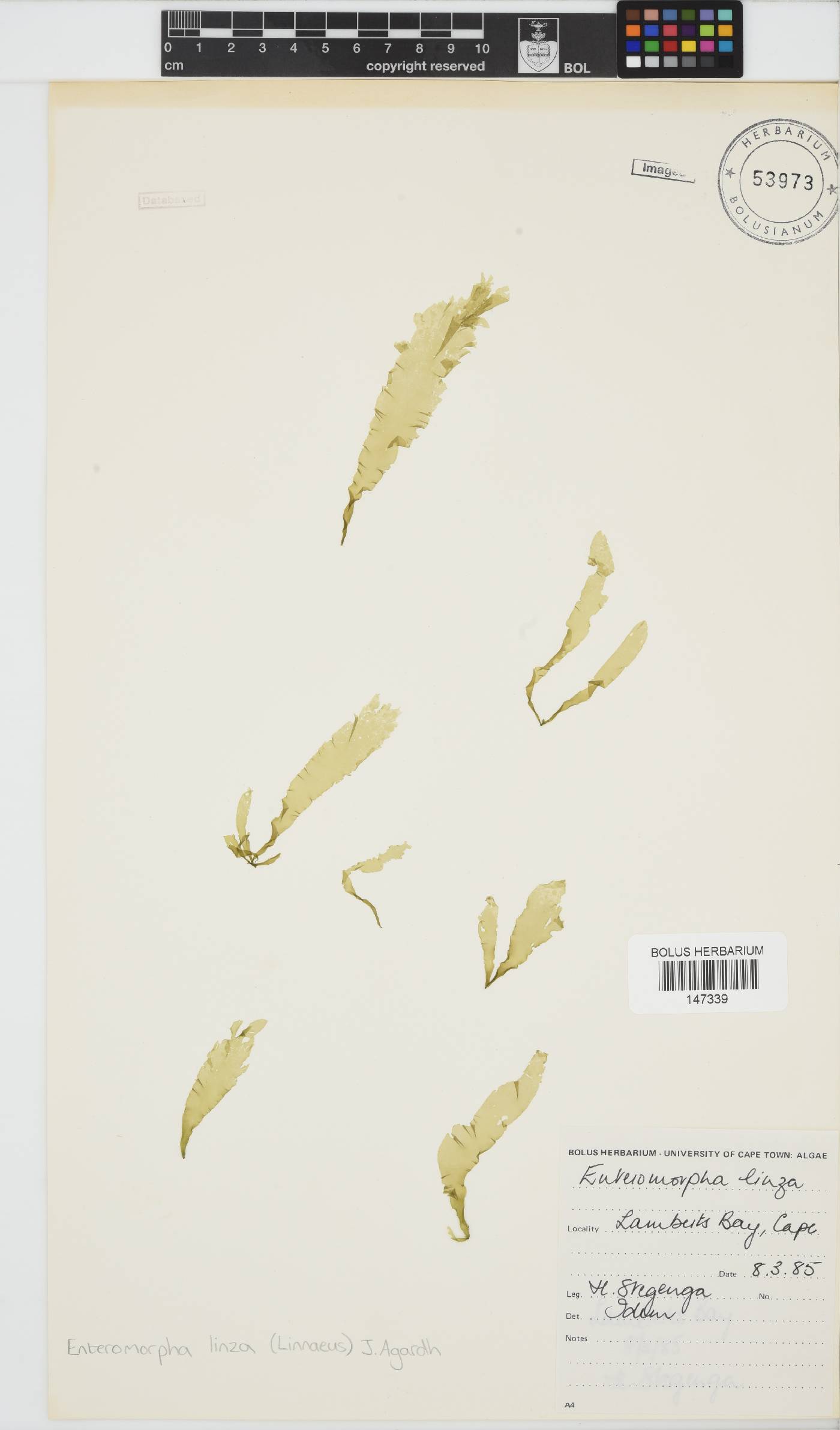 Ulva linza image