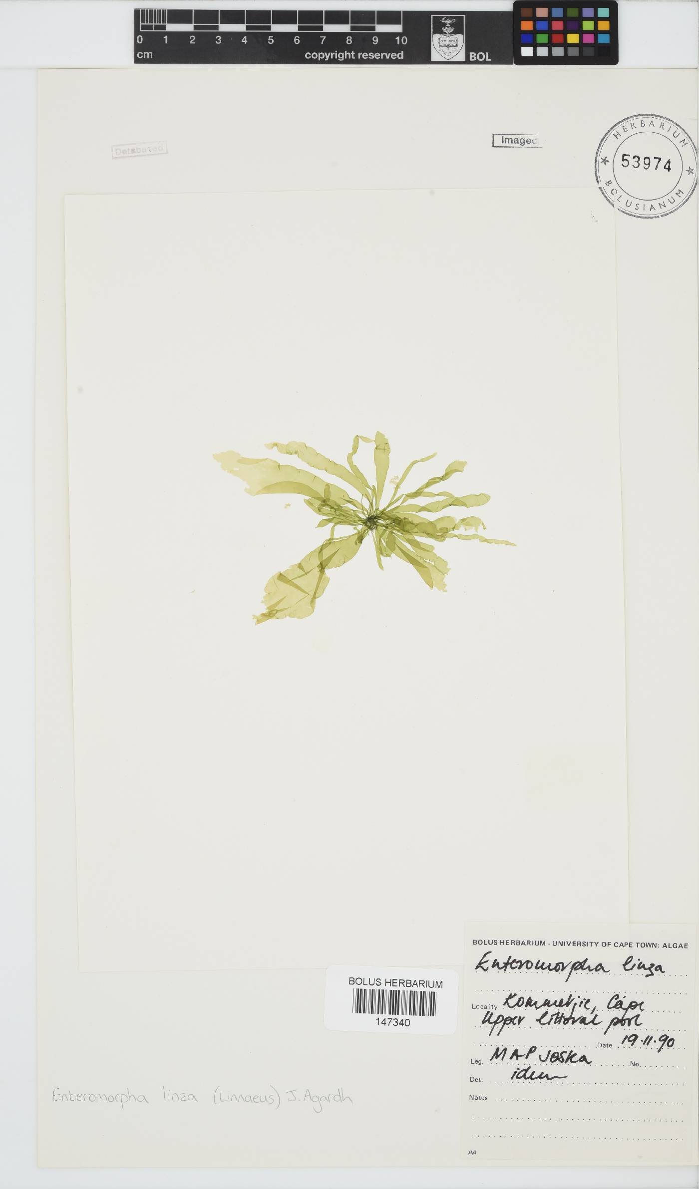 Ulva linza image