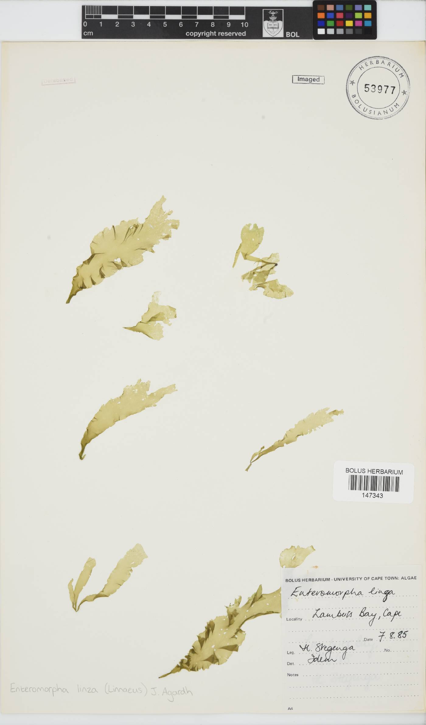 Ulva linza image