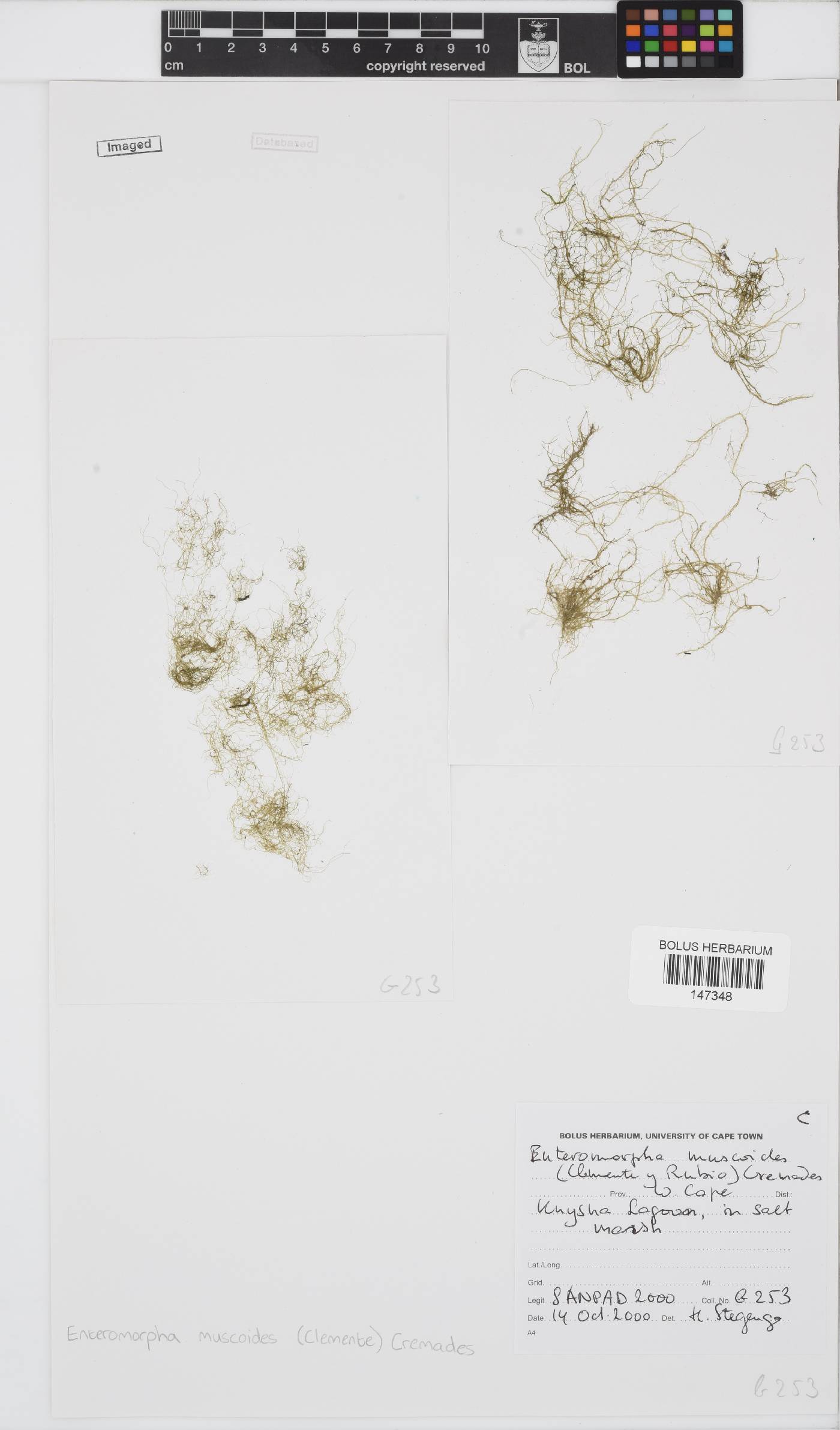 Ulva clathrata image