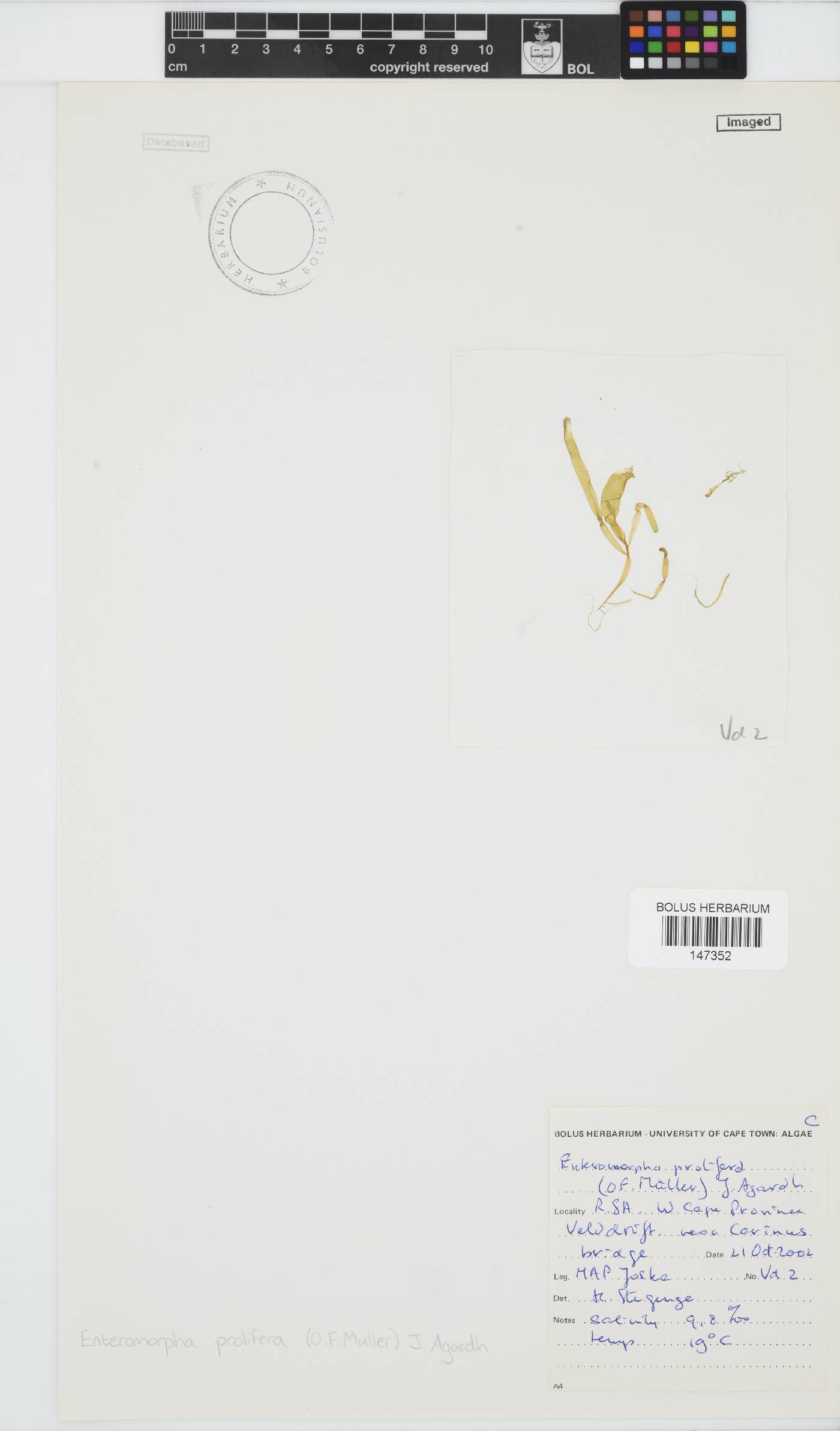 Ulva prolifera image