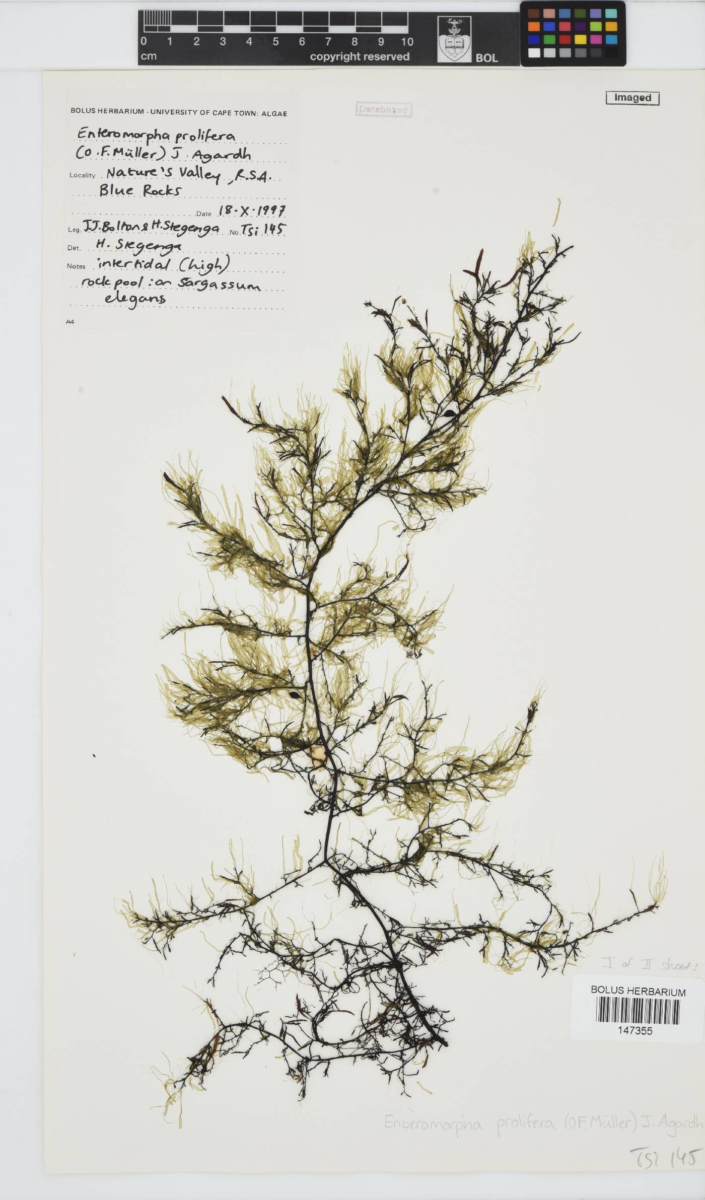 Ulva prolifera image