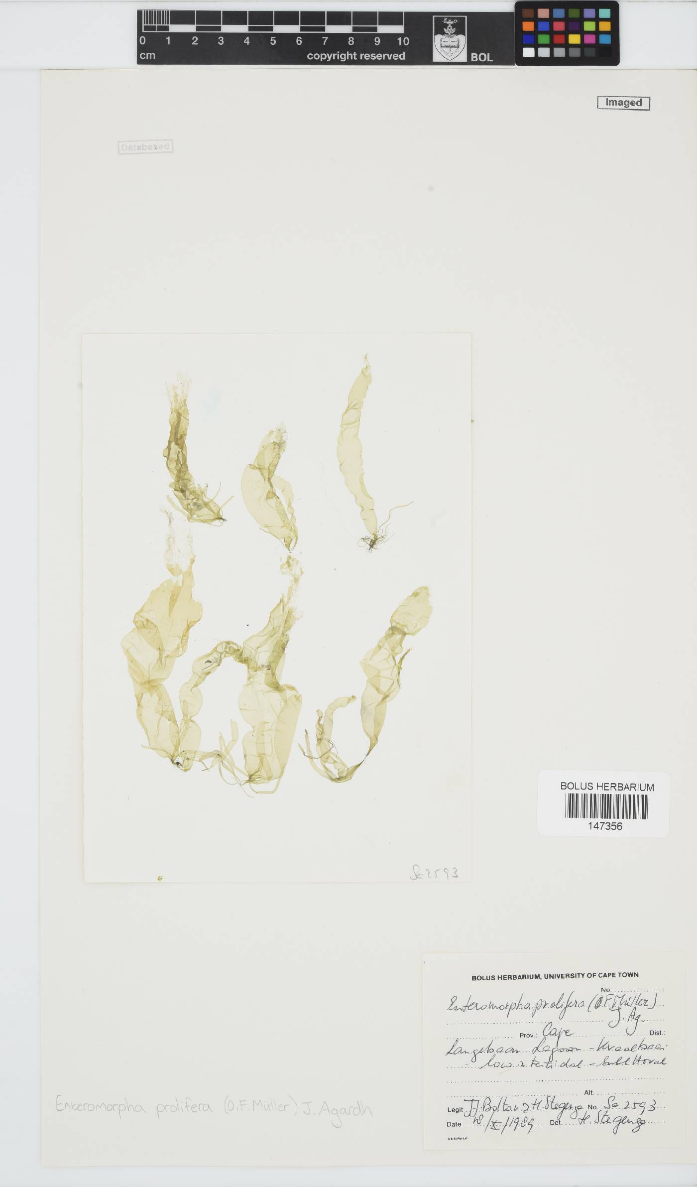 Ulva image