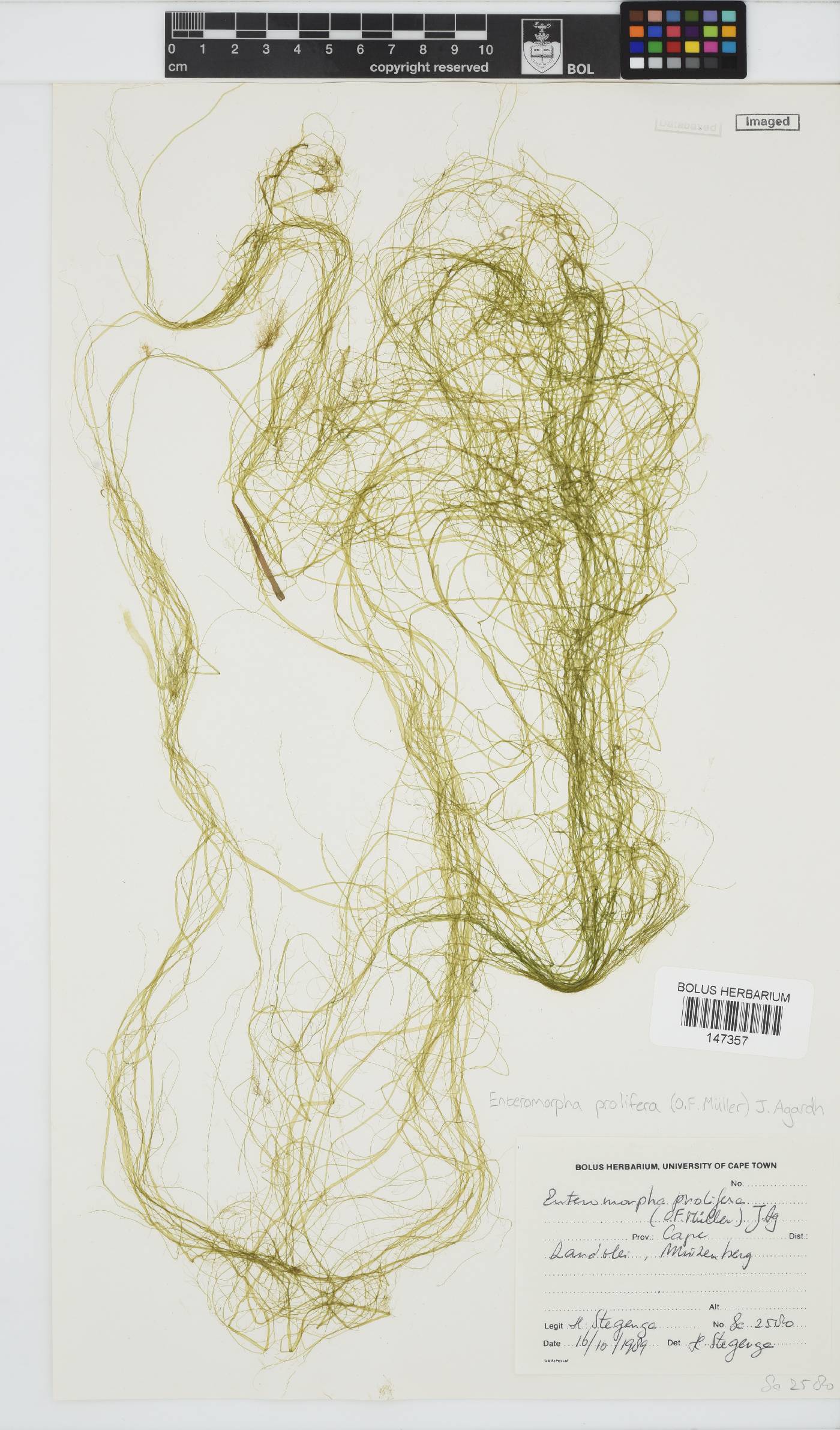 Ulva prolifera image