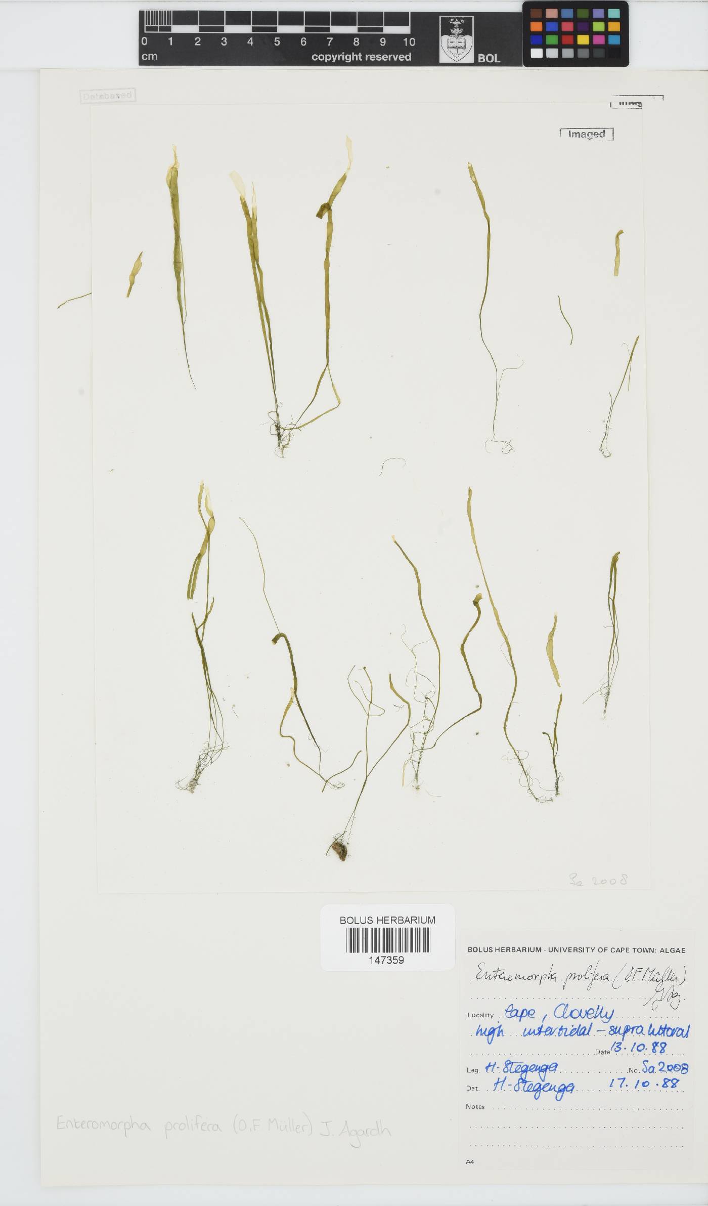 Ulva prolifera image