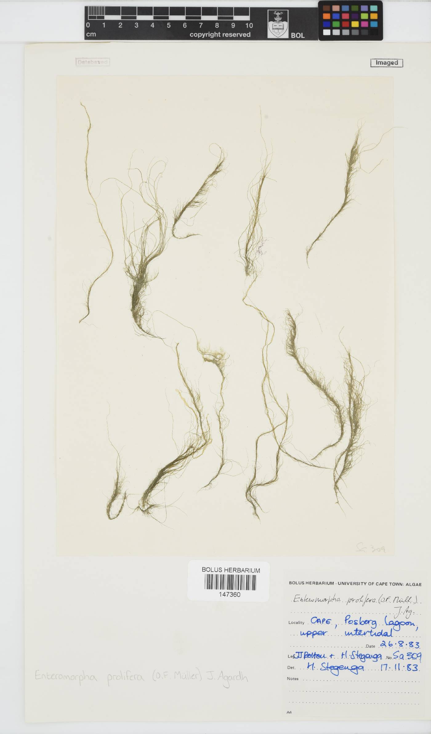 Ulva prolifera image