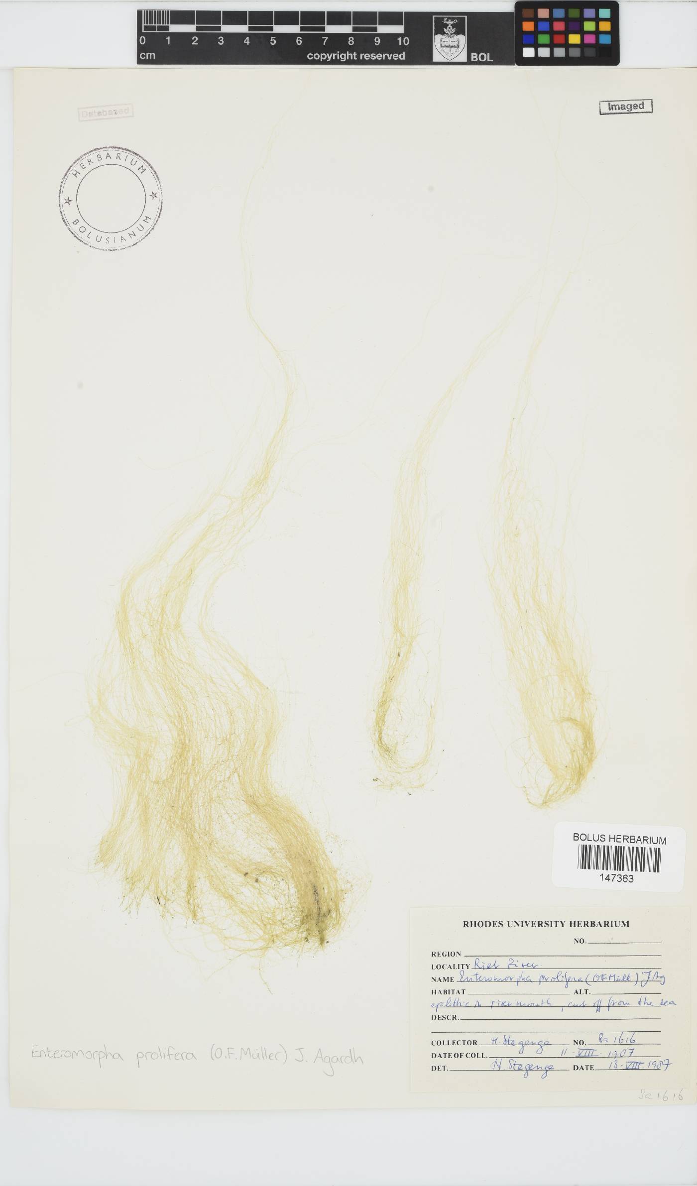 Ulva prolifera image